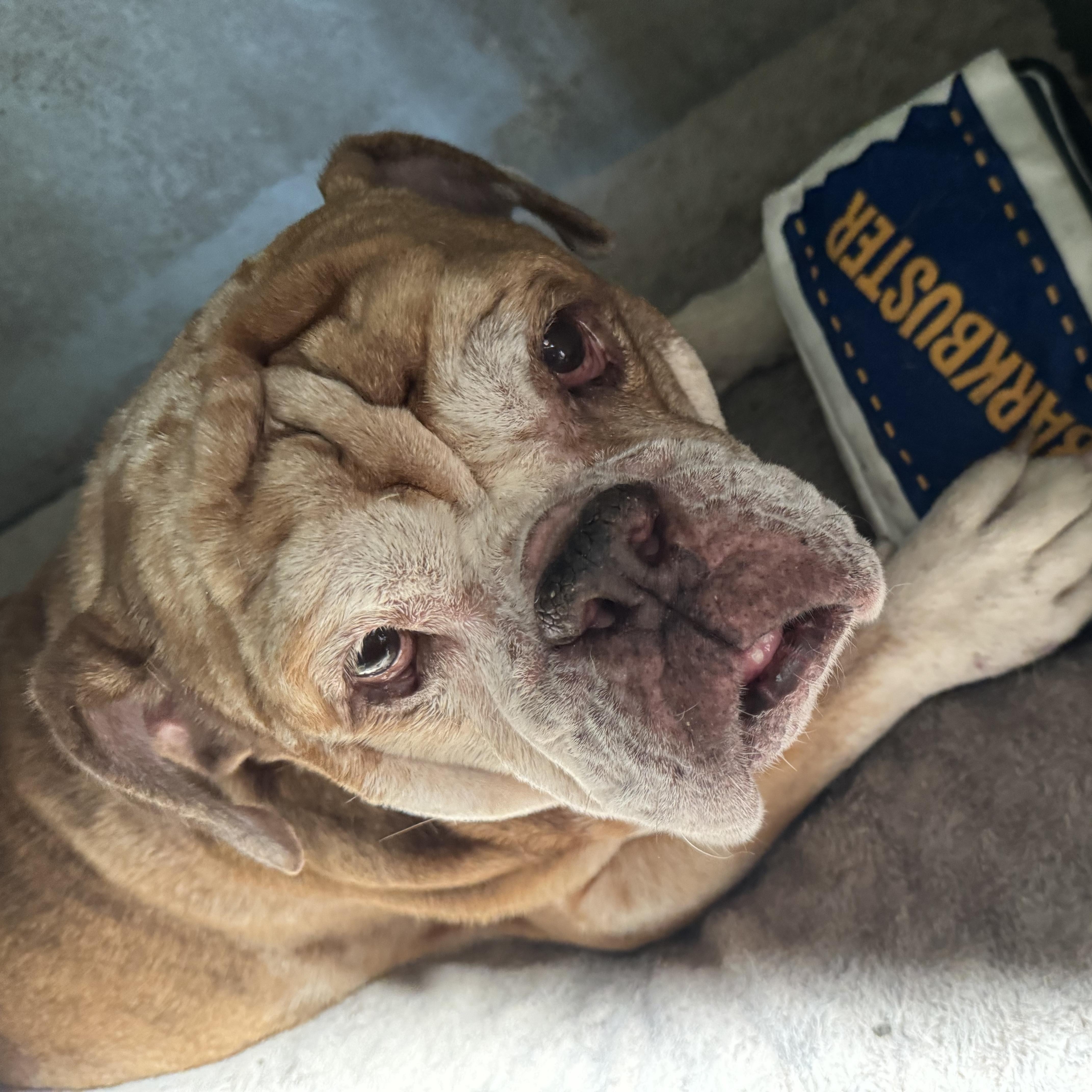 Tank 4304, a Adoptable English Bulldog in Boca Raton, FL image 4/4