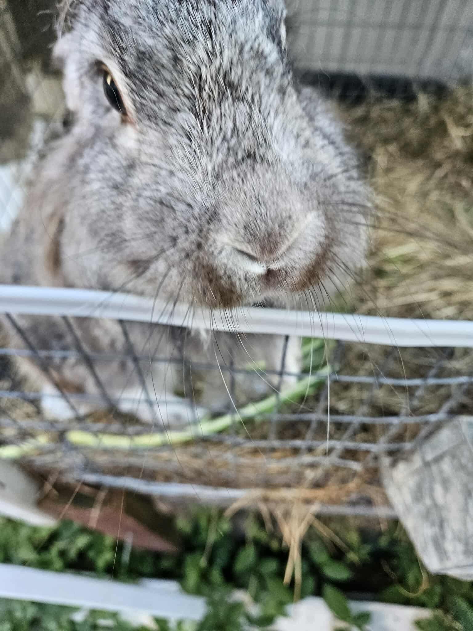 LuvBug, a Adoptable mixed breed in Paradis, LA image 5/5