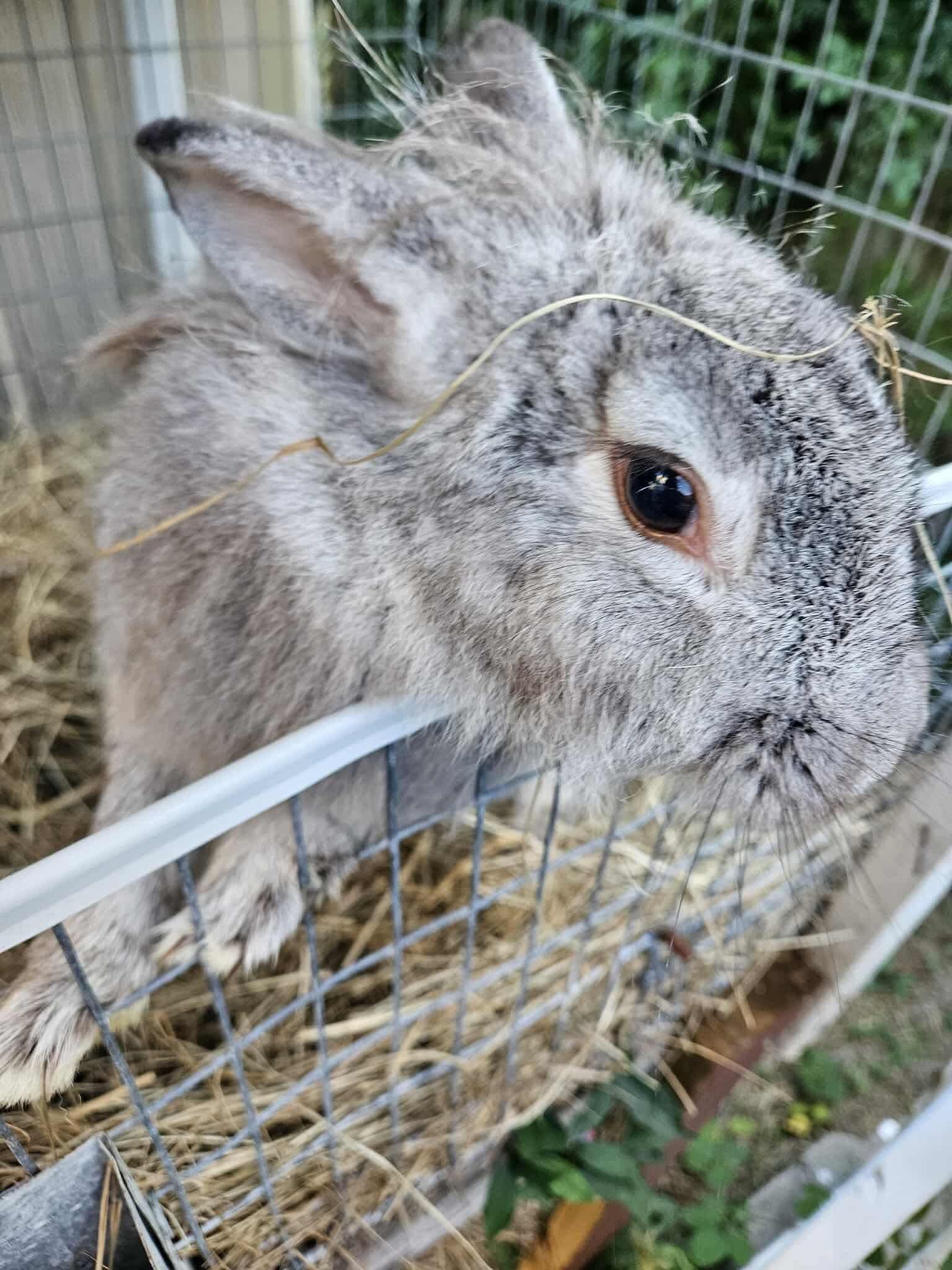 LuvBug, a Adoptable mixed breed in Paradis, LA image 3/5