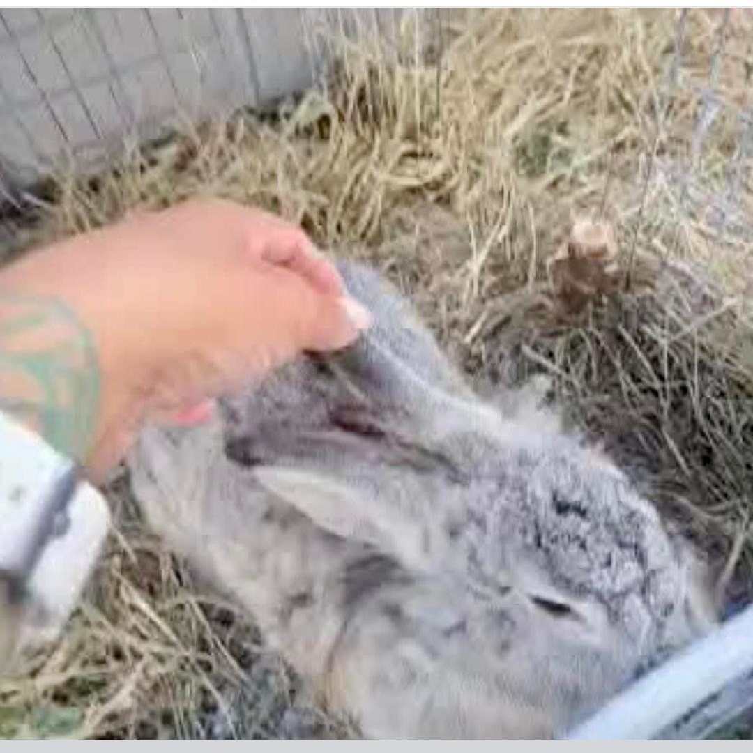 LuvBug, a Adoptable mixed breed in Paradis, LA image 4/5