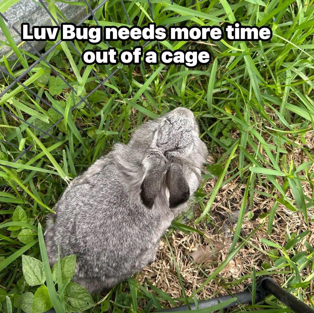 Enlarge LuvBug, a Adoptable mixed breed in Paradis, LA image 5/5