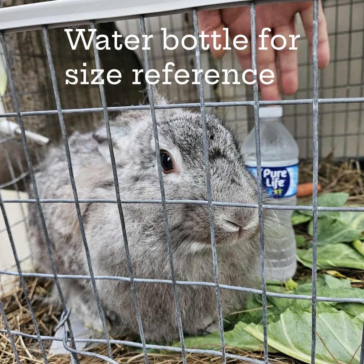 LuvBug, a Adoptable mixed breed in Paradis, LA image 2/5