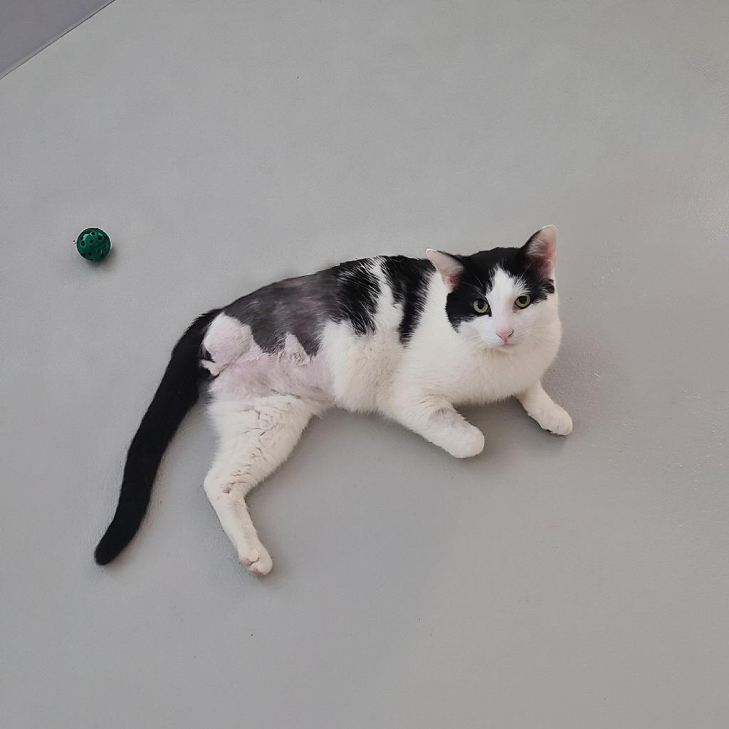 Enlarge Podrick, a Adoptable mixed breed in Greeneville, TN image 1/4