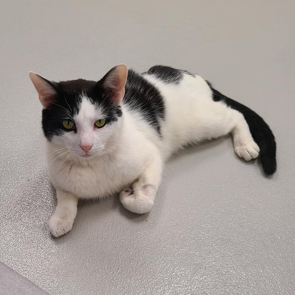 Enlarge Podrick, a Adoptable mixed breed in Greeneville, TN image 2/4