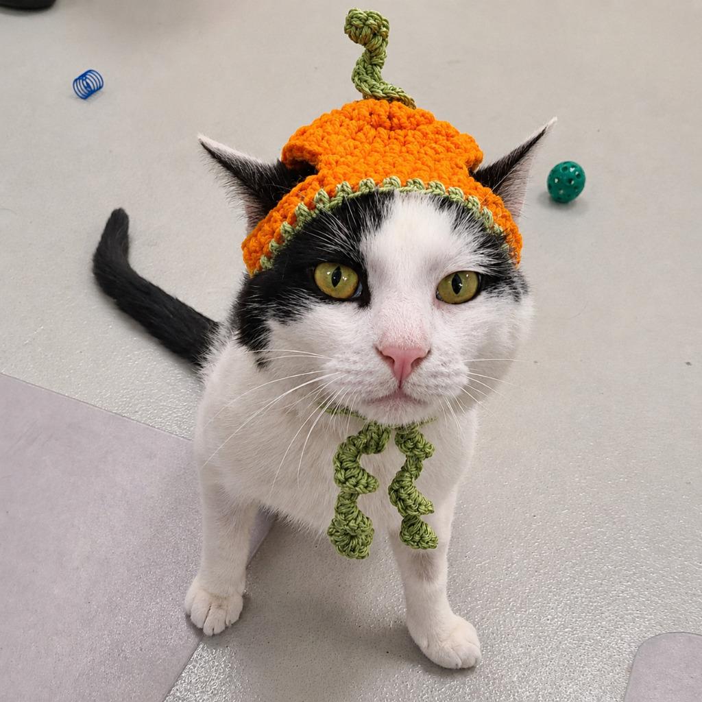 Enlarge Podrick, a Adoptable mixed breed in Greeneville, TN image 4/4