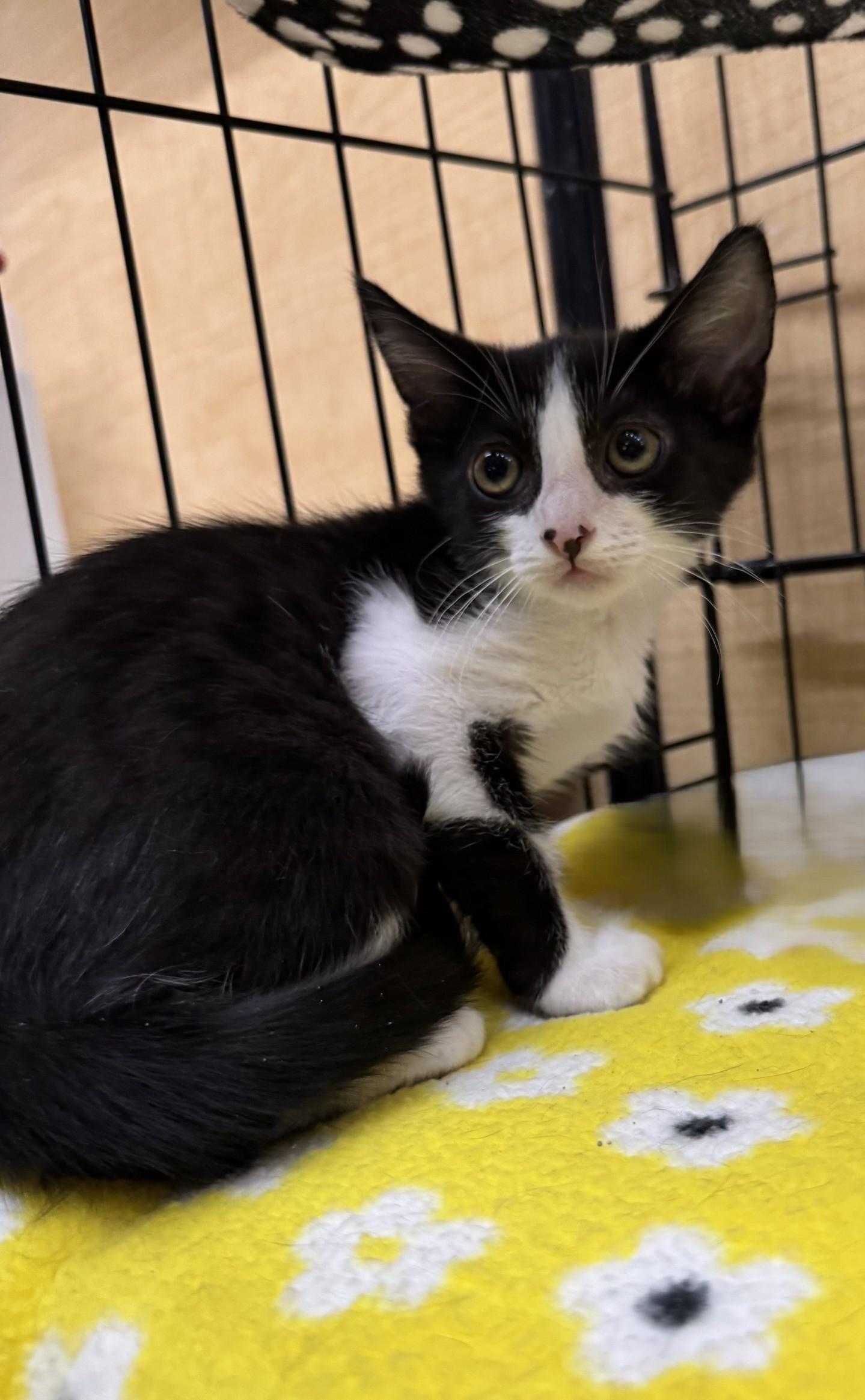Ingrid, a Adoptable mixed breed in Albuquerque, NM image 3/5