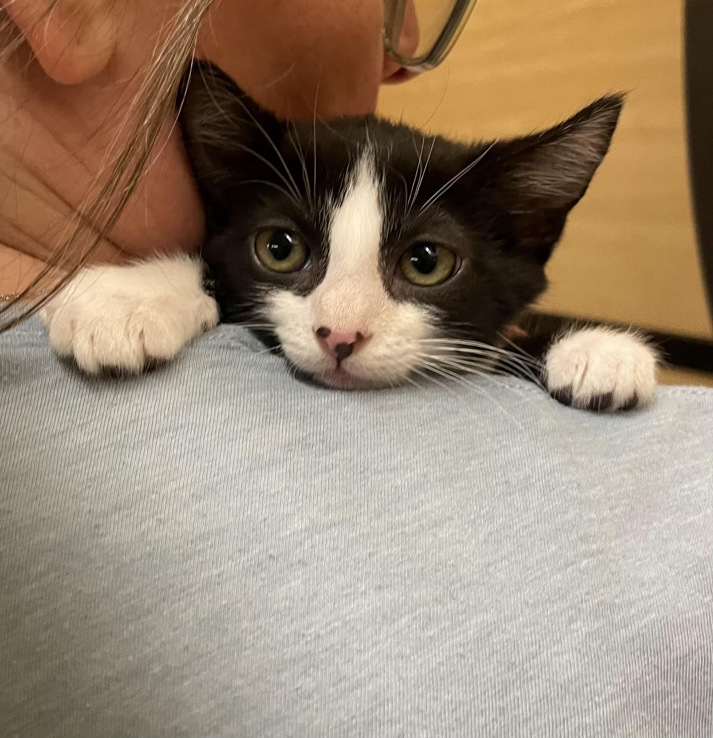Ingrid, Adoptable, Kitten Female Domestic Short Hair.