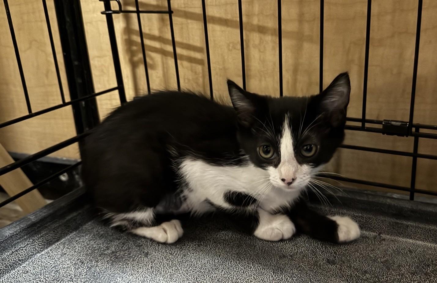Ingrid, a Adoptable mixed breed in Albuquerque, NM image 2/5
