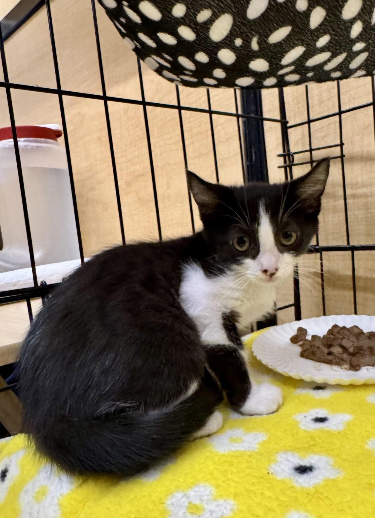 Ingrid, a Adoptable mixed breed in Albuquerque, NM image 5/5