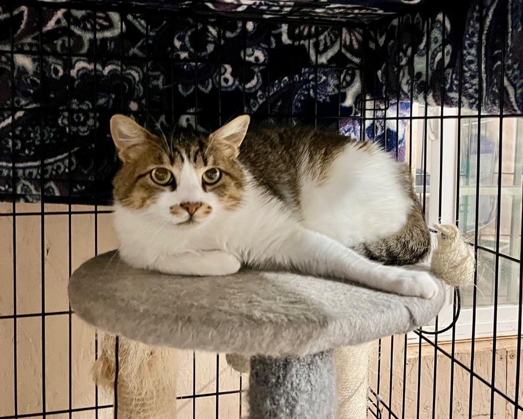 Tiny, Adoptable, Young Male Domestic Short Hair.