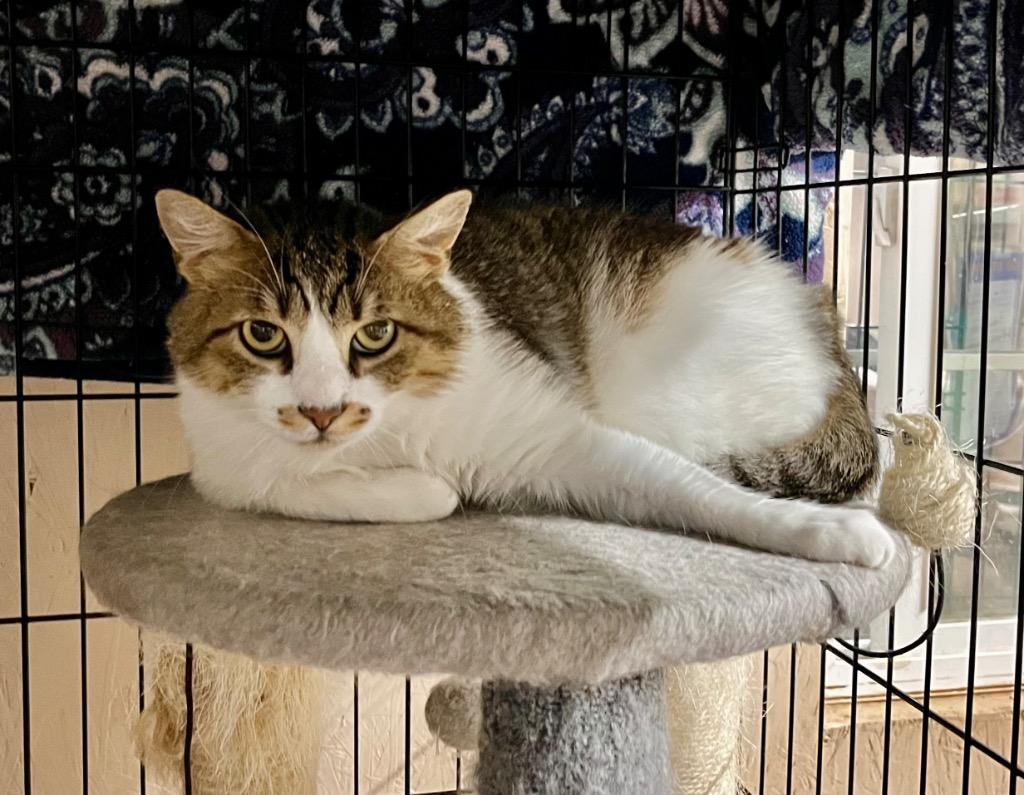 Tiny, Adoptable, Young Male Domestic Short Hair.