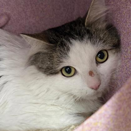 Enlarge Loki, a Adoptable mixed breed in Gwinn, MI image 1/1