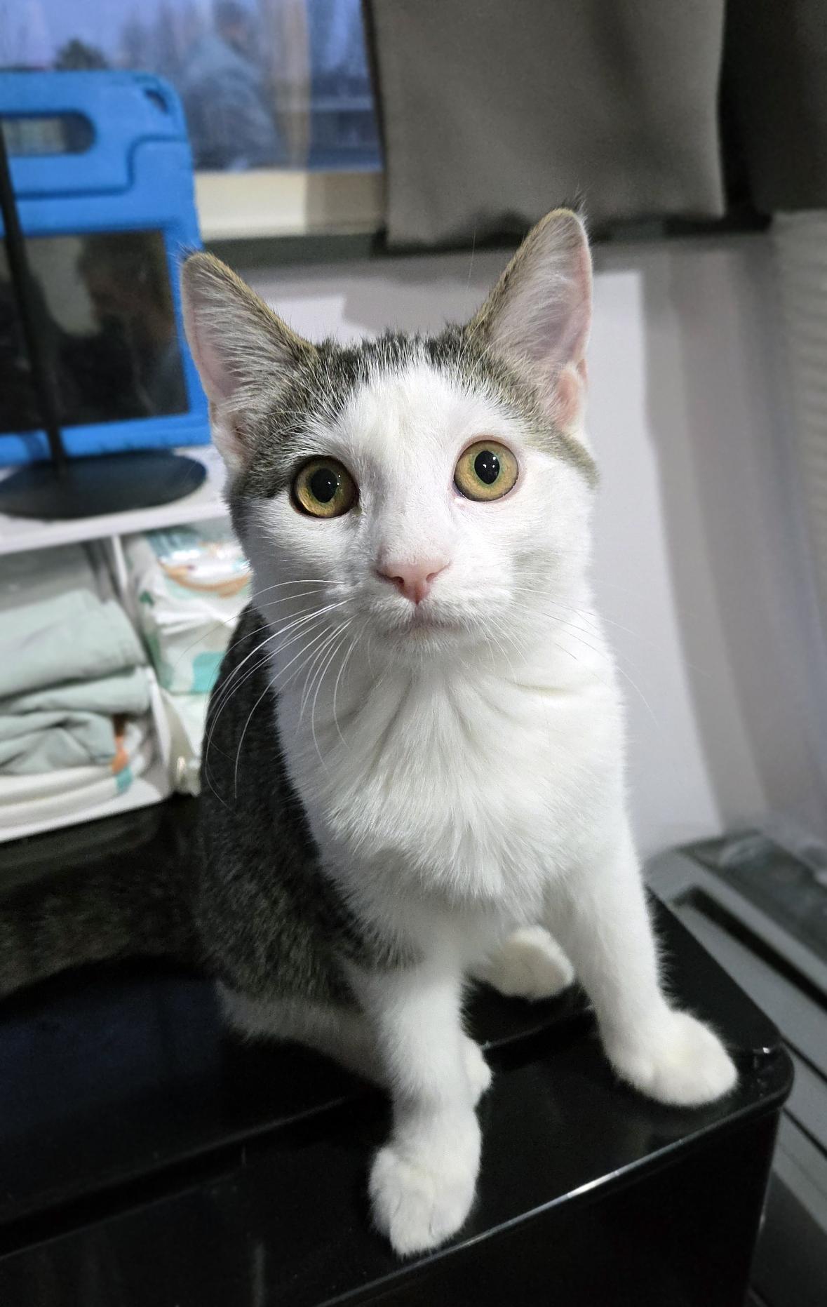 Enlarge Maeve, a ADOPTABLE Domestic Short Hair in Centerville, UT image 4/6