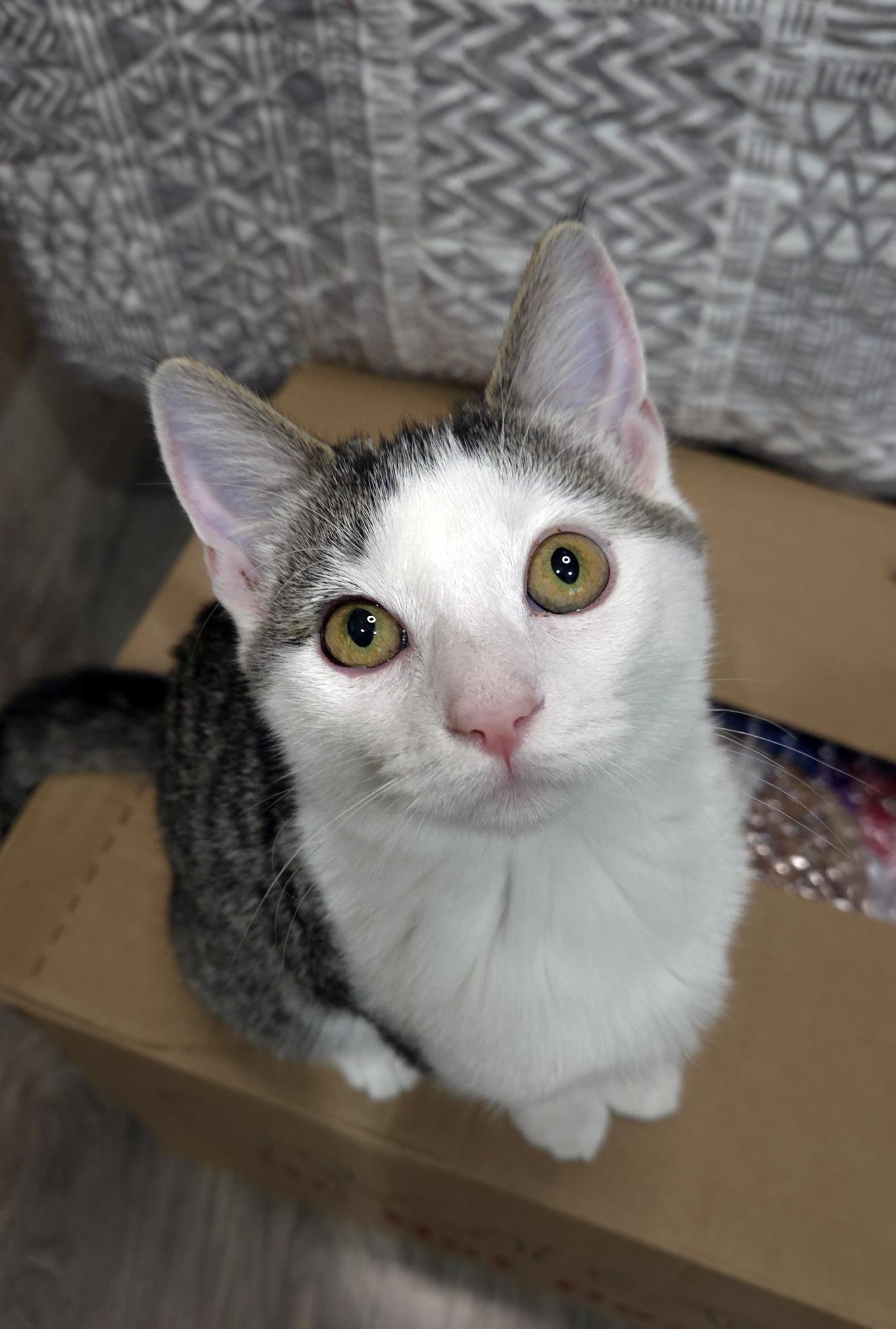 Enlarge Maeve, a ADOPTABLE Domestic Short Hair in Centerville, UT image 2/6