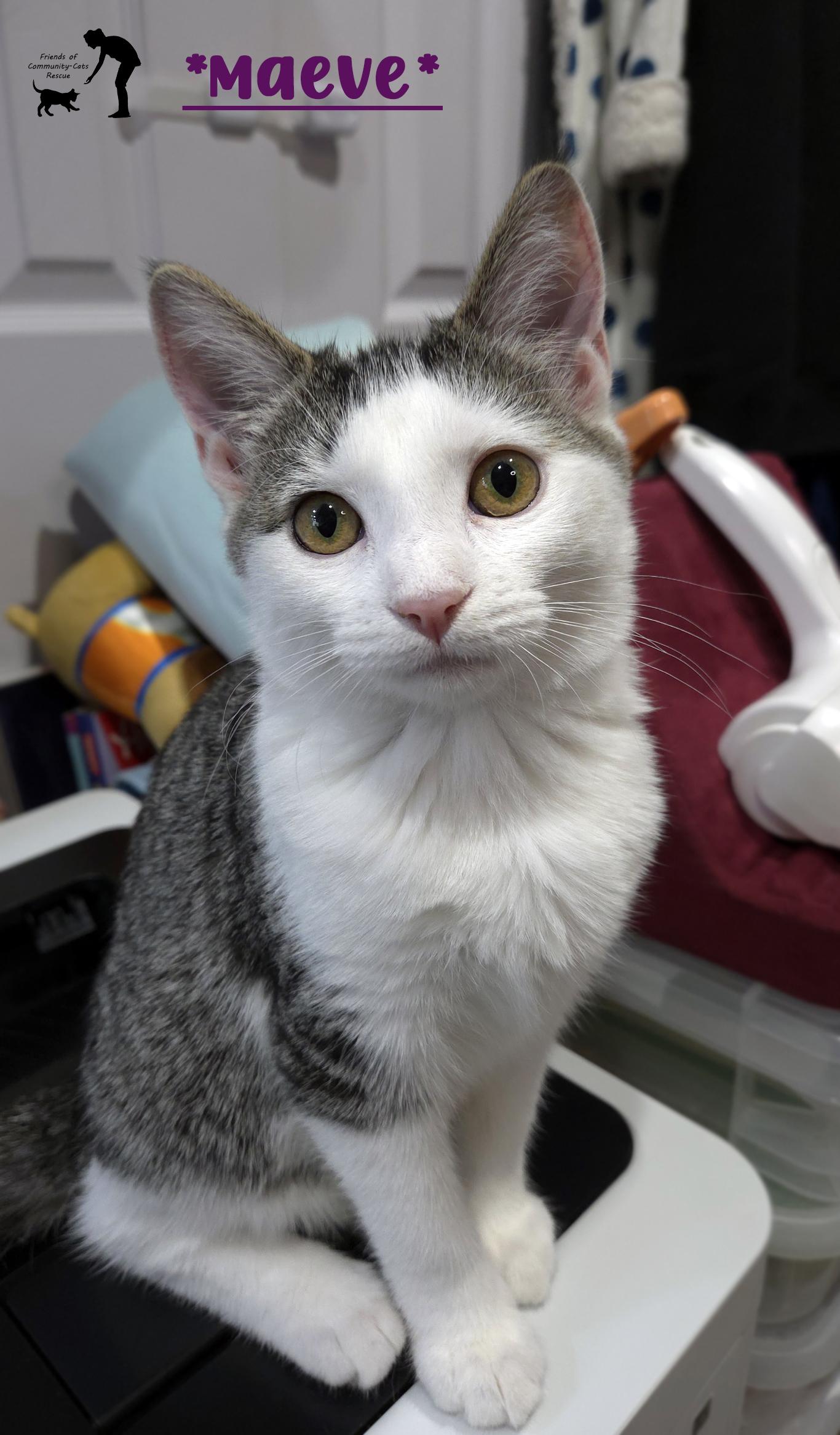 Enlarge Maeve, a ADOPTABLE Domestic Short Hair in Centerville, UT image 1/6