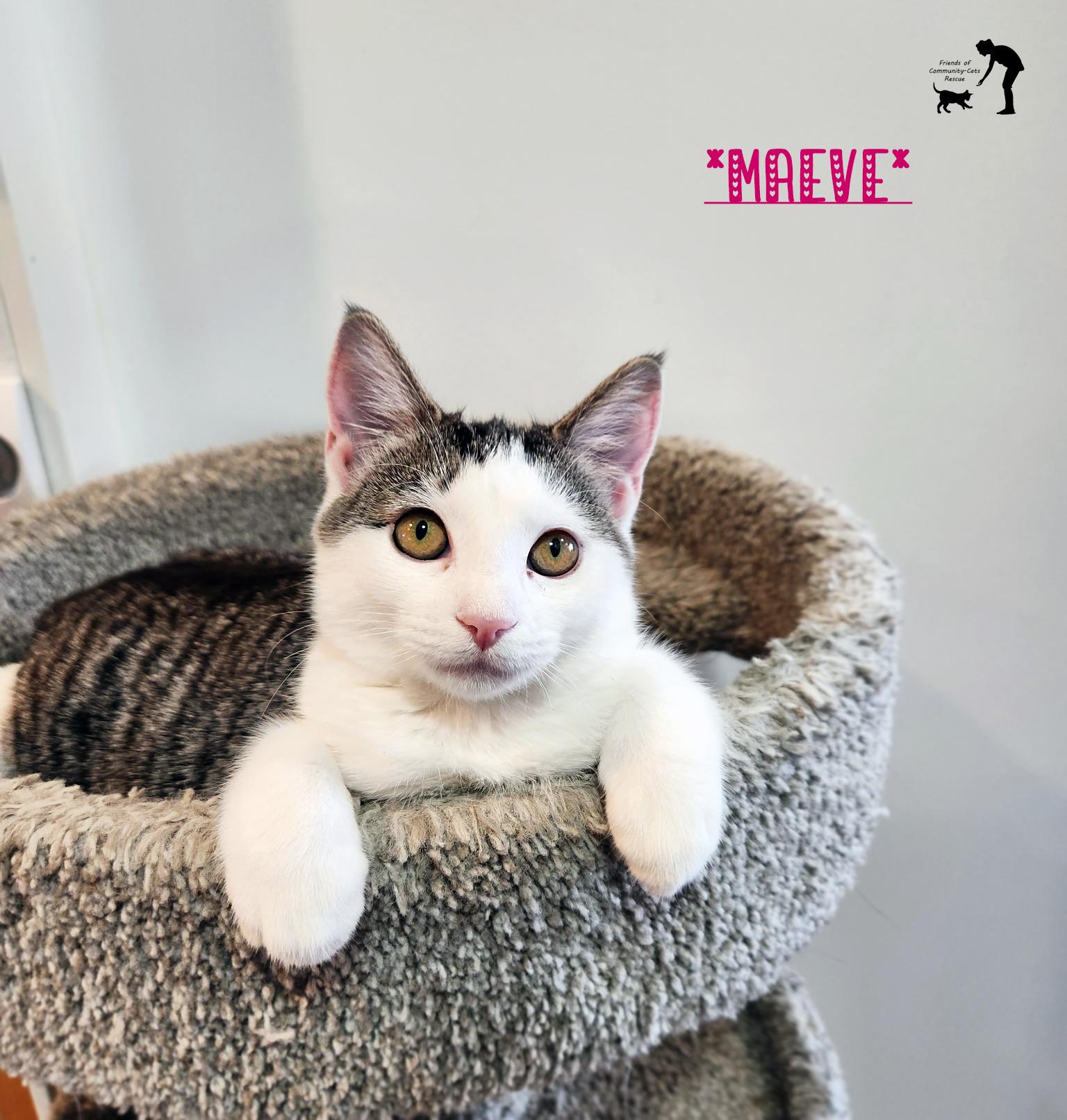 Enlarge Maeve, a ADOPTABLE Domestic Short Hair in Centerville, UT image 1/6