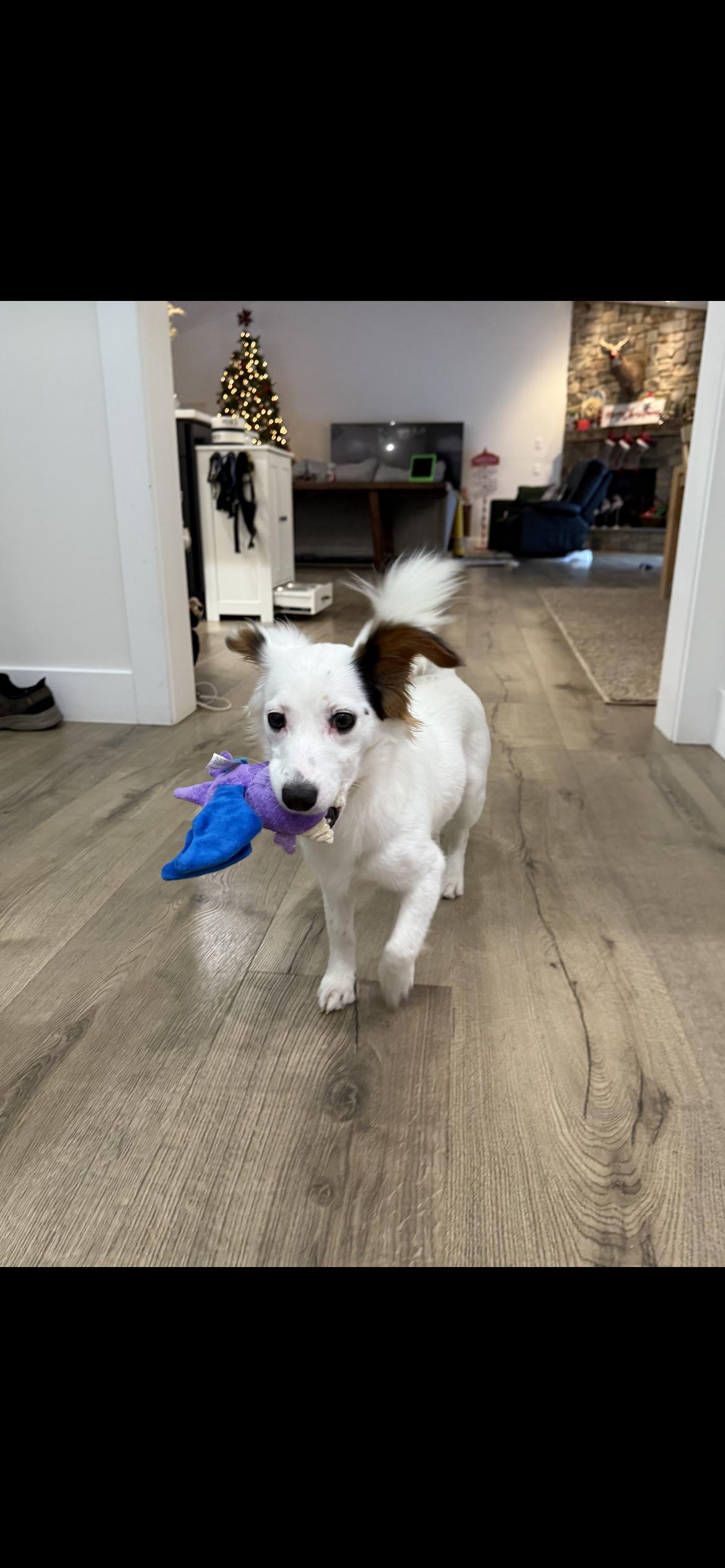 Enlarge ARIEL, an adopted mixed breed in Branford, CT image 2/6