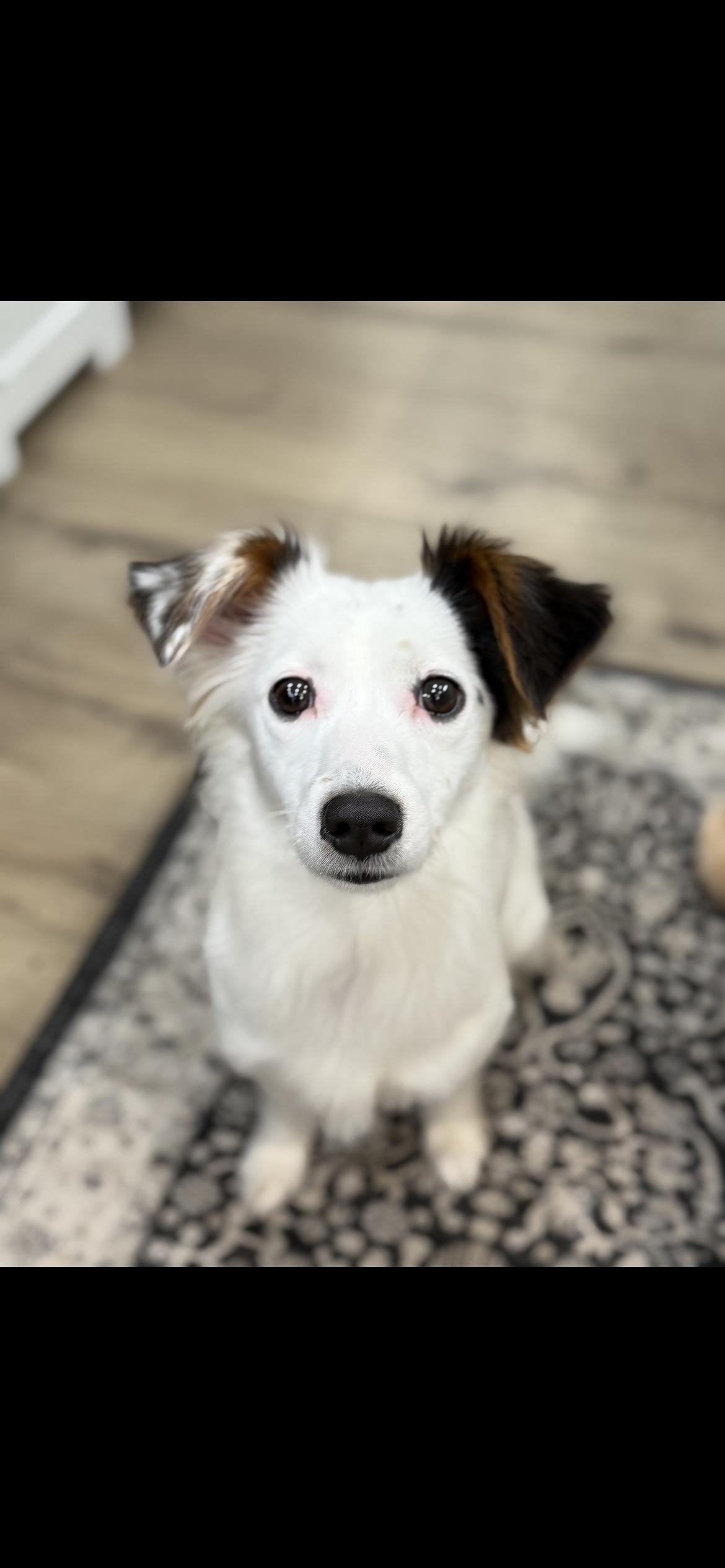 ARIEL, adopted, Young Female Papillon & Chihuahua.