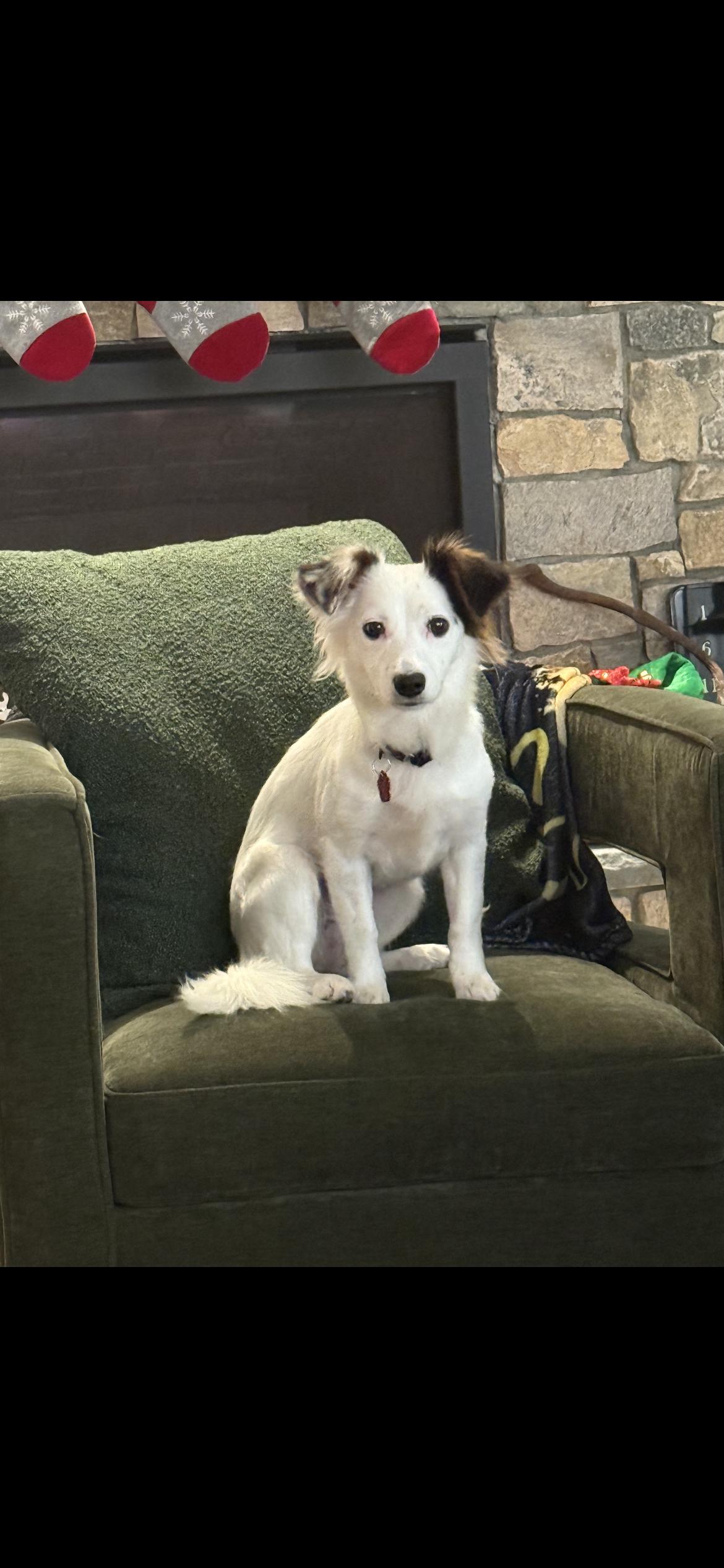 Enlarge ARIEL, an adopted mixed breed in Branford, CT image 4/6