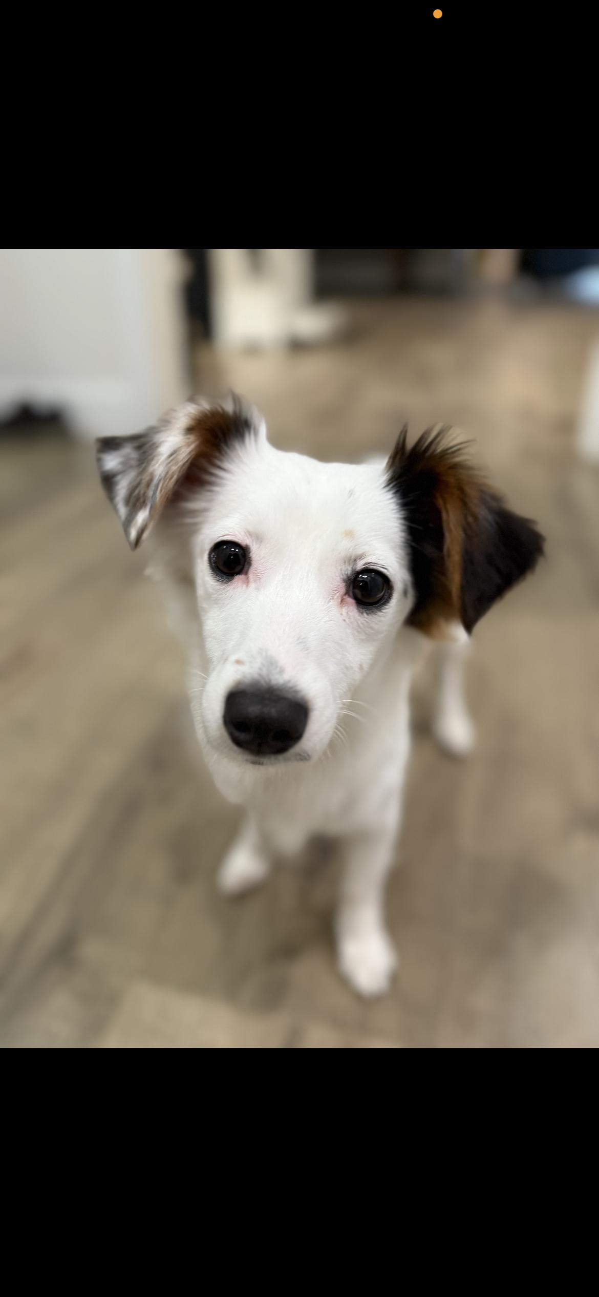 Enlarge ARIEL, an adopted mixed breed in Branford, CT image 6/6