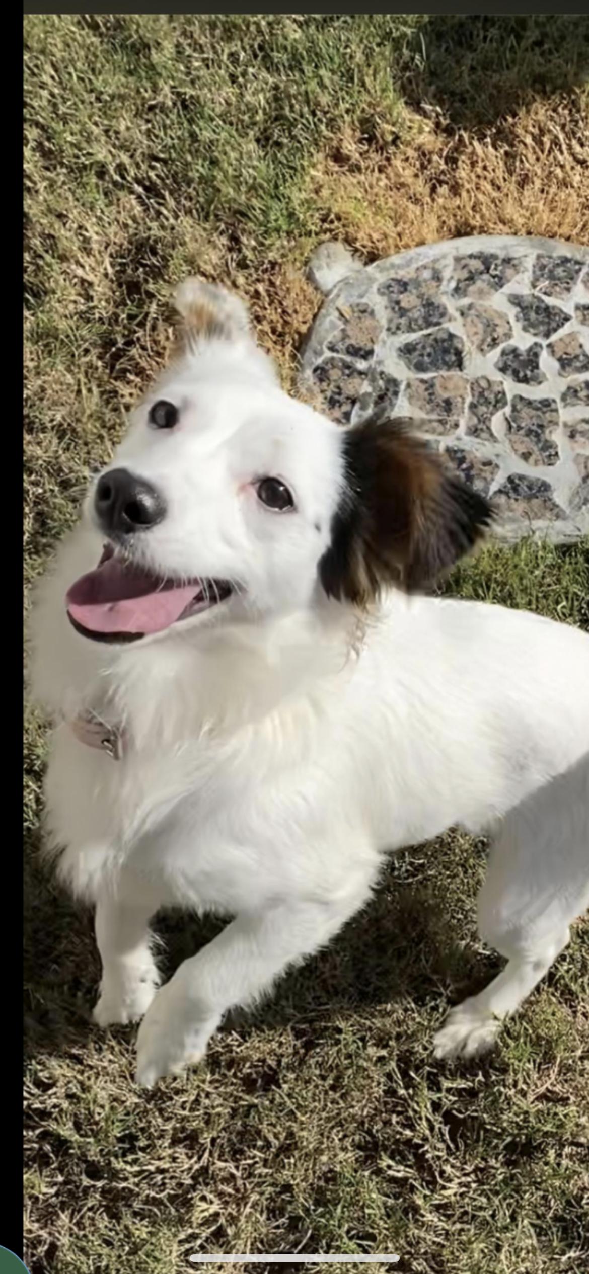 Enlarge ARIEL, an adopted mixed breed in Branford, CT image 5/6