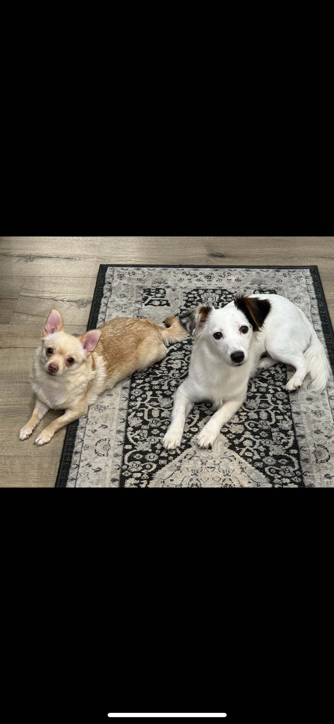 Enlarge ARIEL, an adopted mixed breed in Branford, CT image 3/6