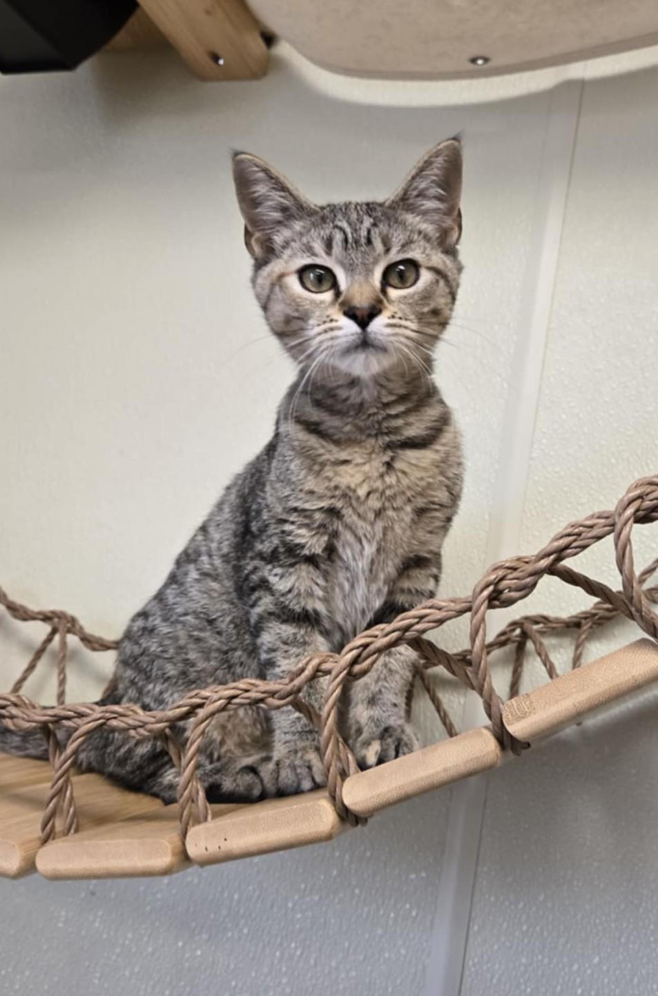 Elizabeth, an adoptable Domestic Short Hair in Larned, KS, 67550 | Photo Image 1