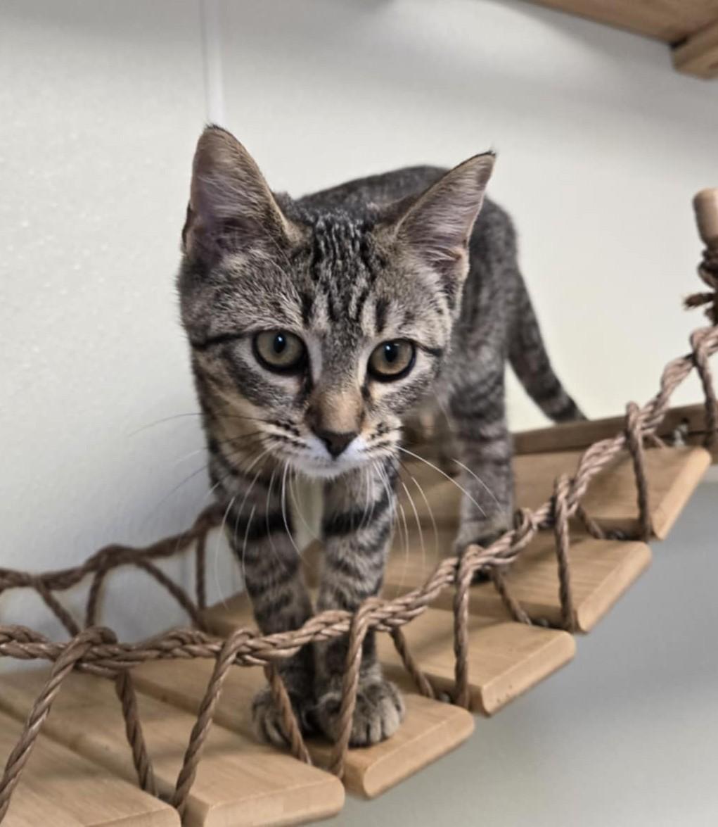Elizabeth, an adoptable Domestic Short Hair in Larned, KS, 67550 | Photo Image 2