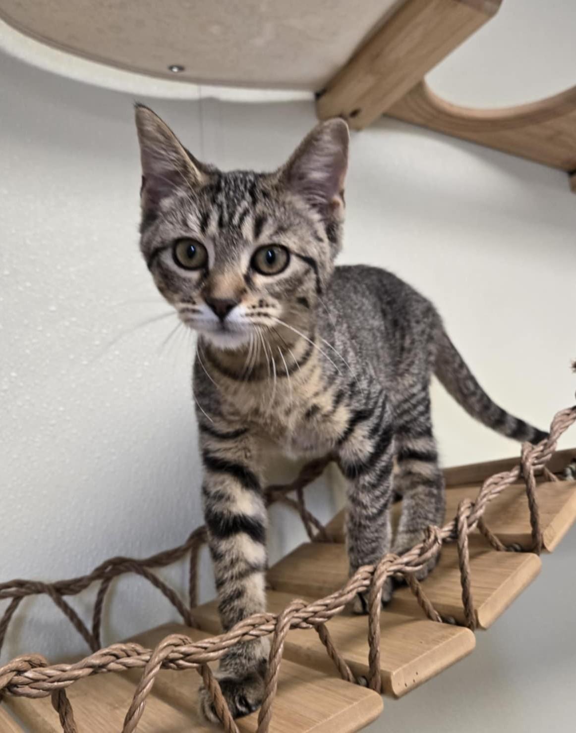 Elizabeth, an adoptable Domestic Short Hair in Larned, KS, 67550 | Photo Image 3
