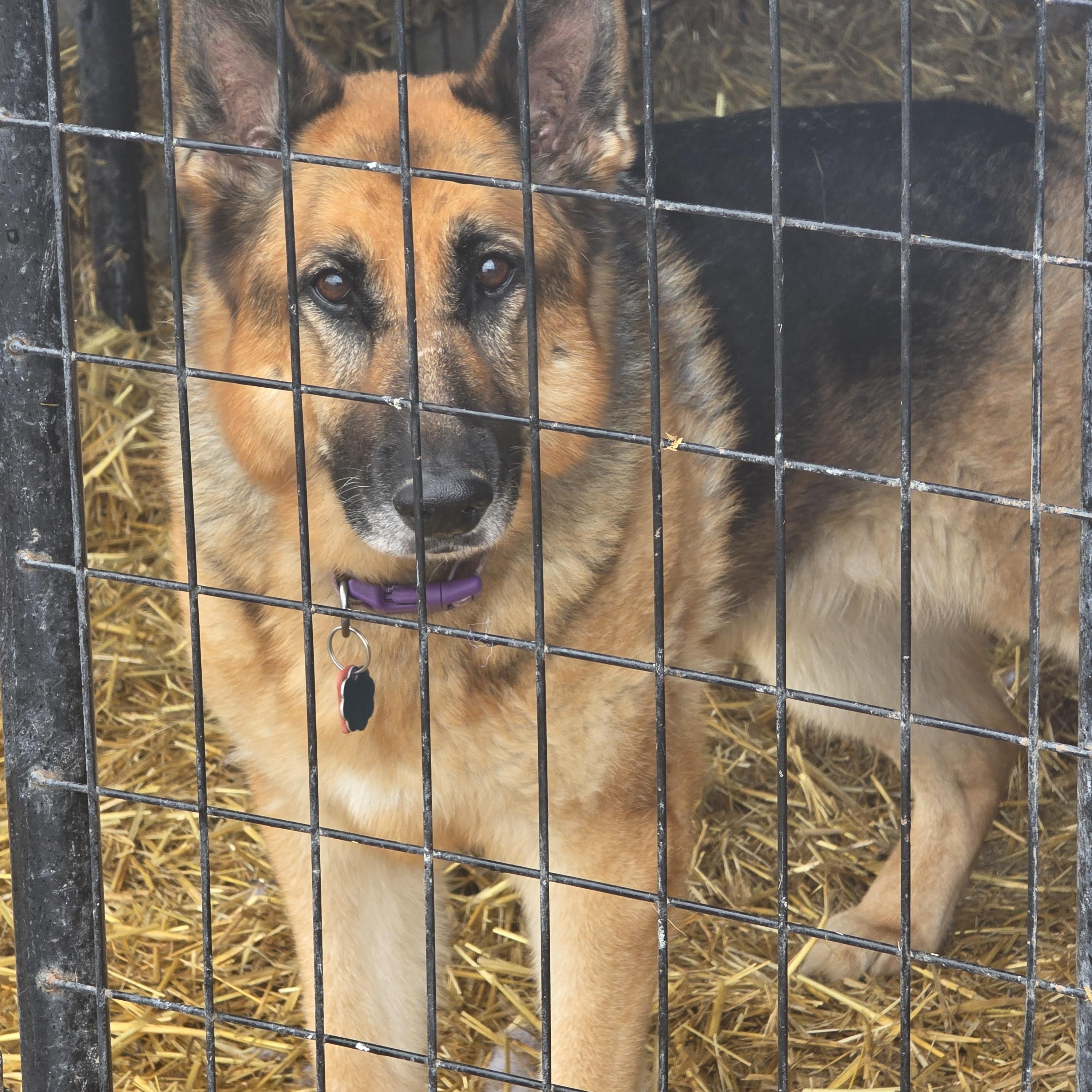 Maggie(senior), an adoptable German Shepherd Dog in Billings, MT, 59101 | Photo Image 1