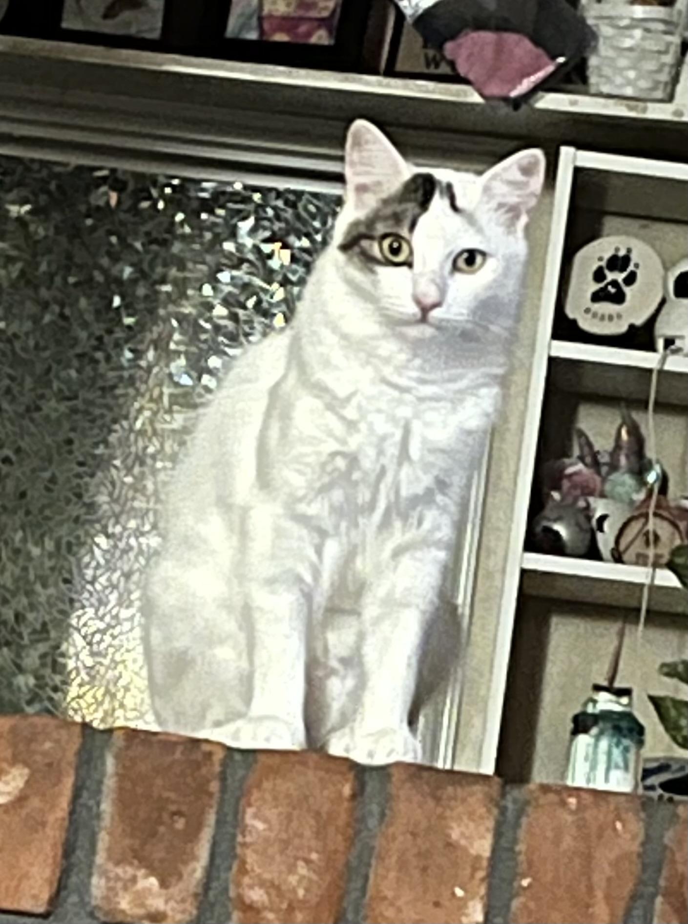 Enlarge Novalee, a Adoptable Domestic Short Hair in Stockton, CA image 4/5