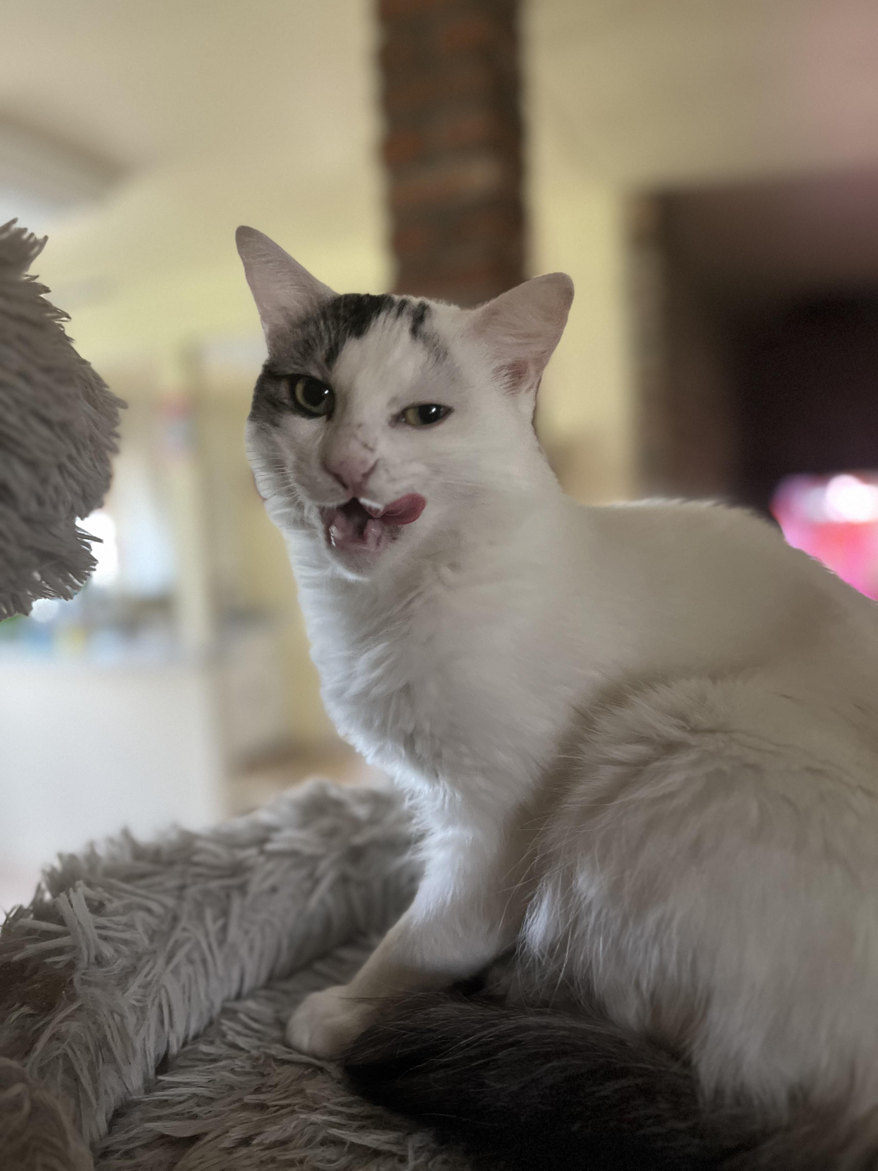 Enlarge Novalee, a Adoptable Domestic Short Hair in Stockton, CA image 3/5