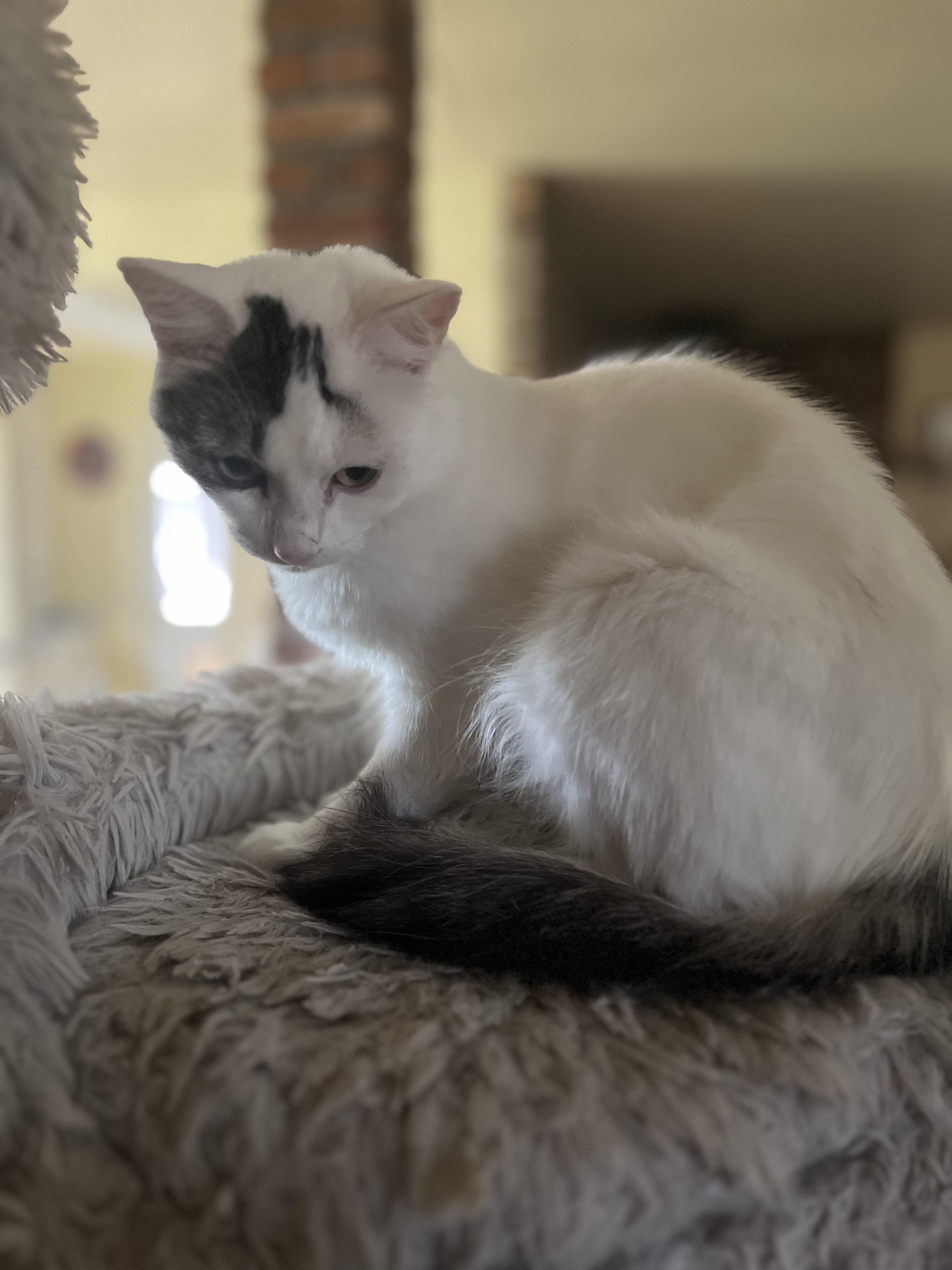 Enlarge Novalee, a Adoptable Domestic Short Hair in Stockton, CA image 1/5