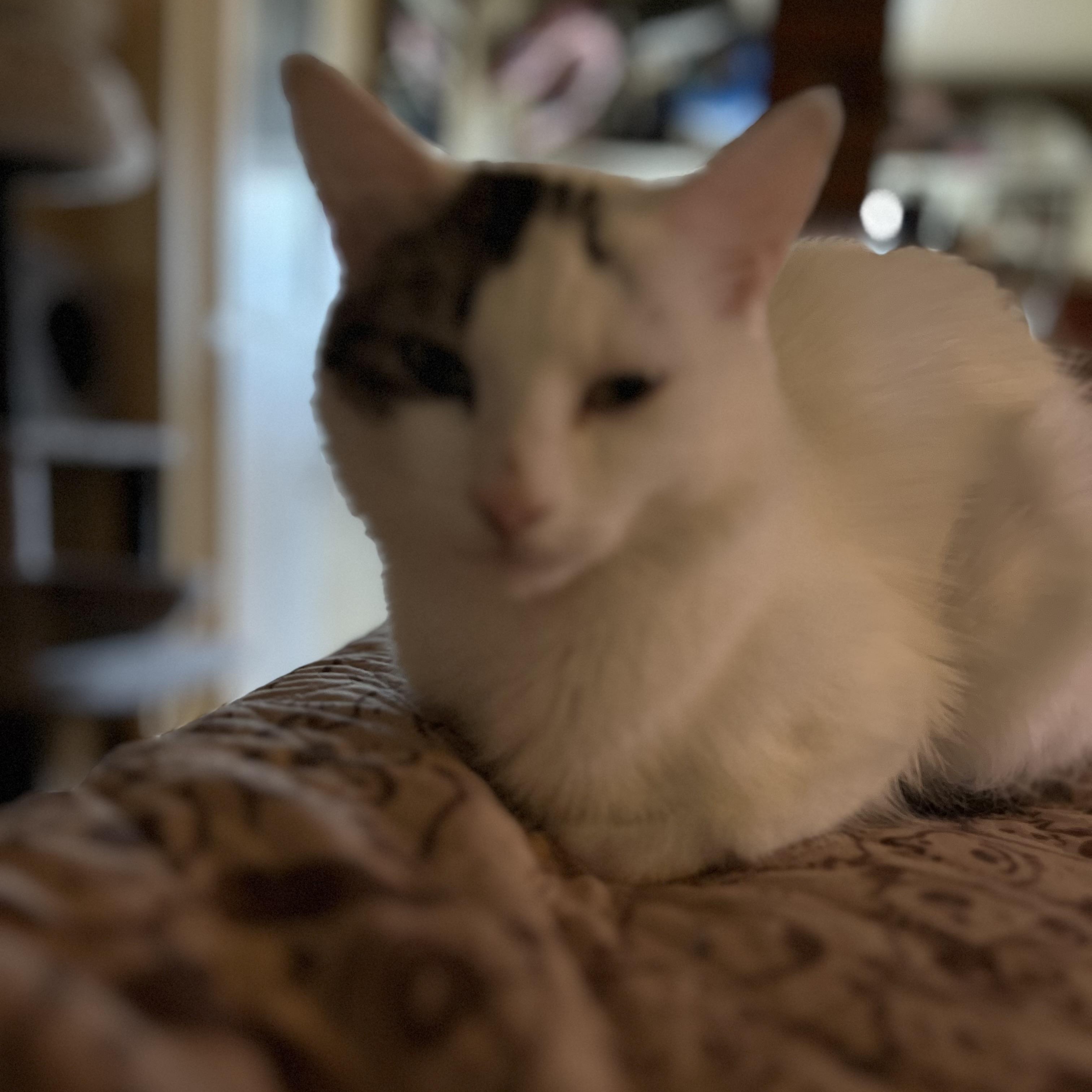 Novalee, Adoptable, Adult Female Domestic Short Hair.