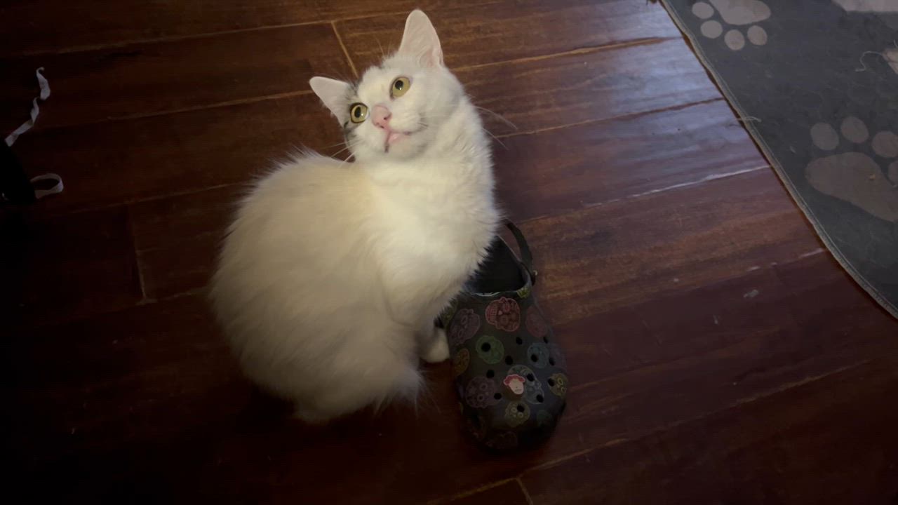 Enlarge Novalee, a Adoptable Domestic Short Hair in Stockton, CA video 5/5