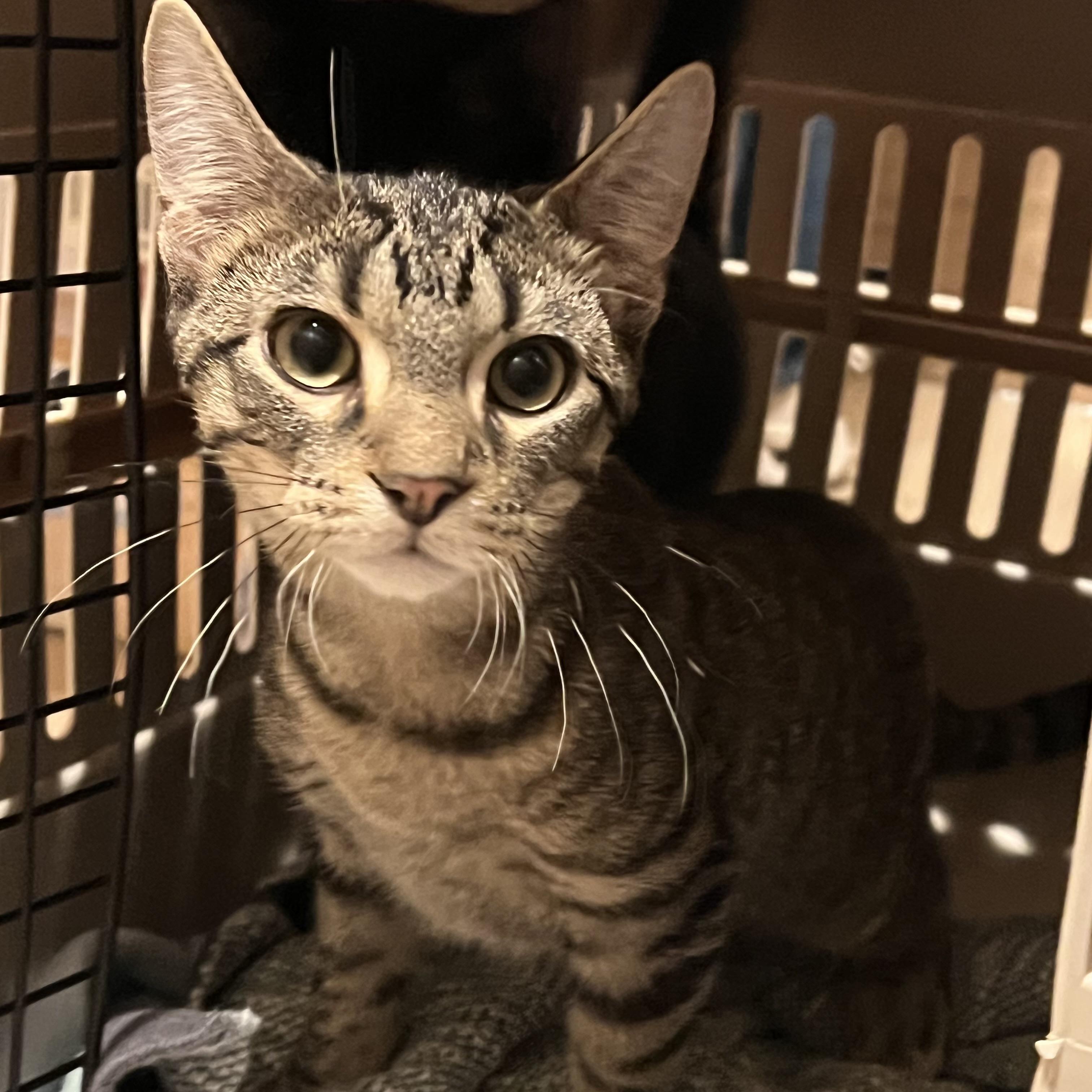 Tigar, a ADOPTABLE Tabby in Prior Lake, MN image 1/4