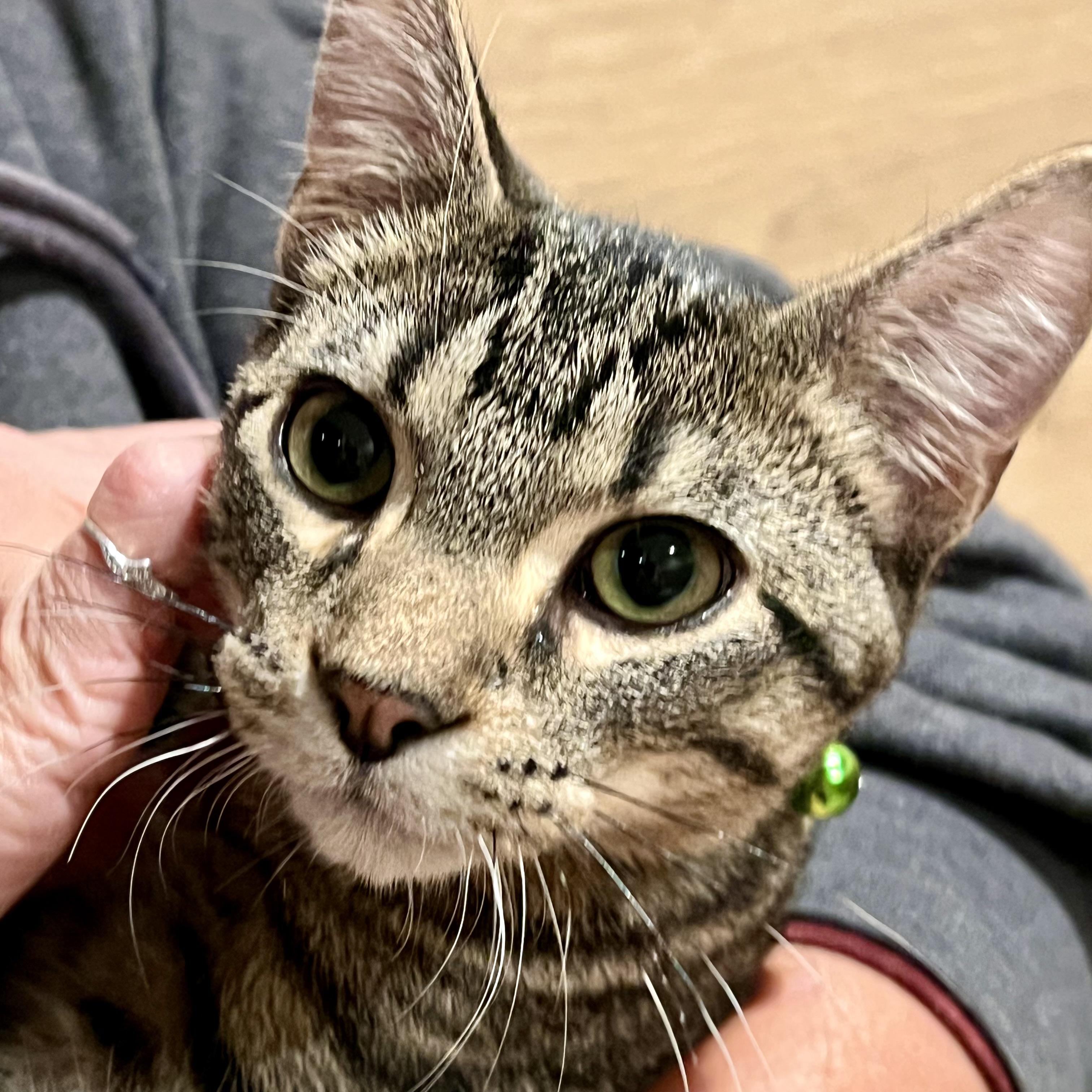 Tigar, ADOPTABLE, Kitten Male Tabby.