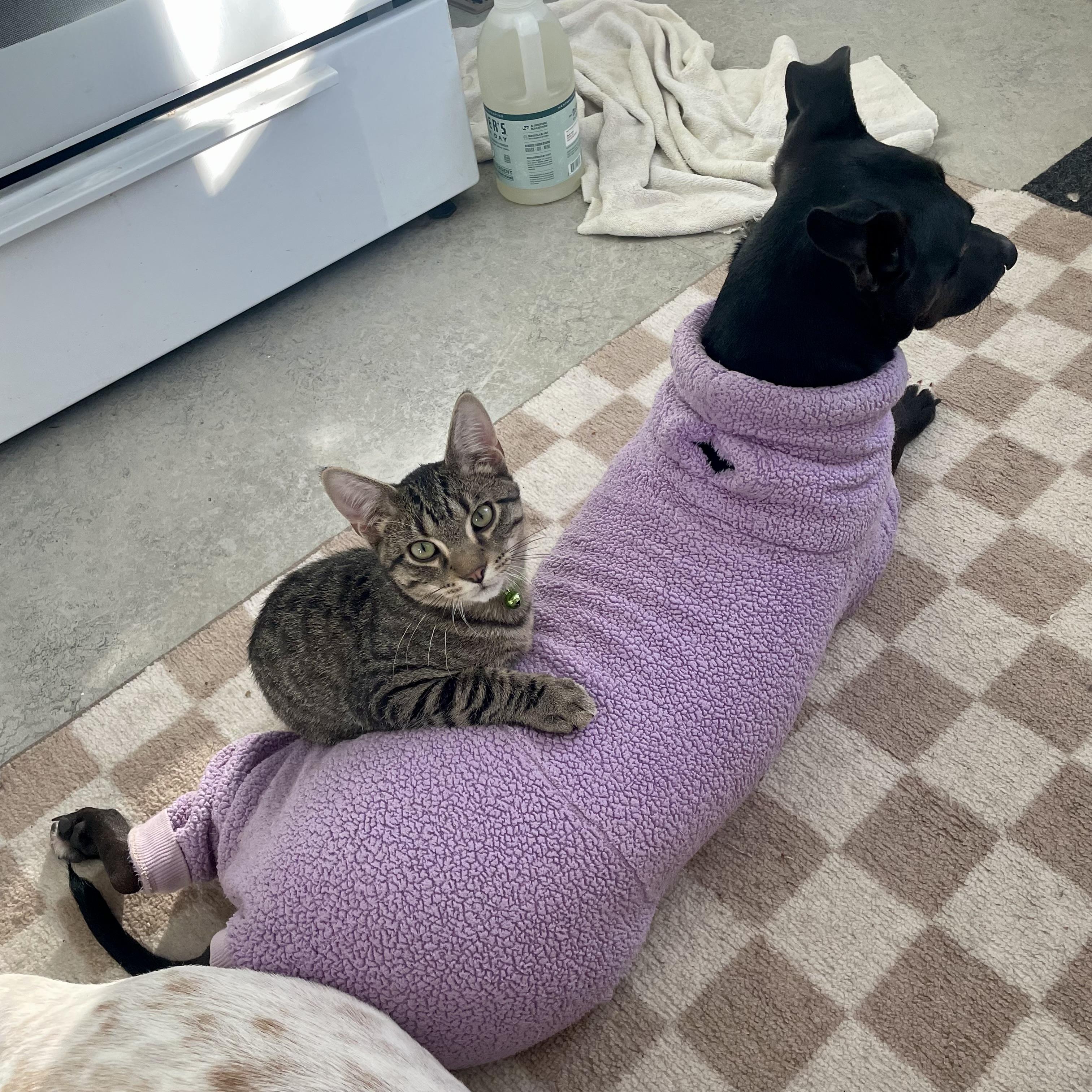 Enlarge Tigar, a ADOPTABLE Tabby in Prior Lake, MN image 6/6