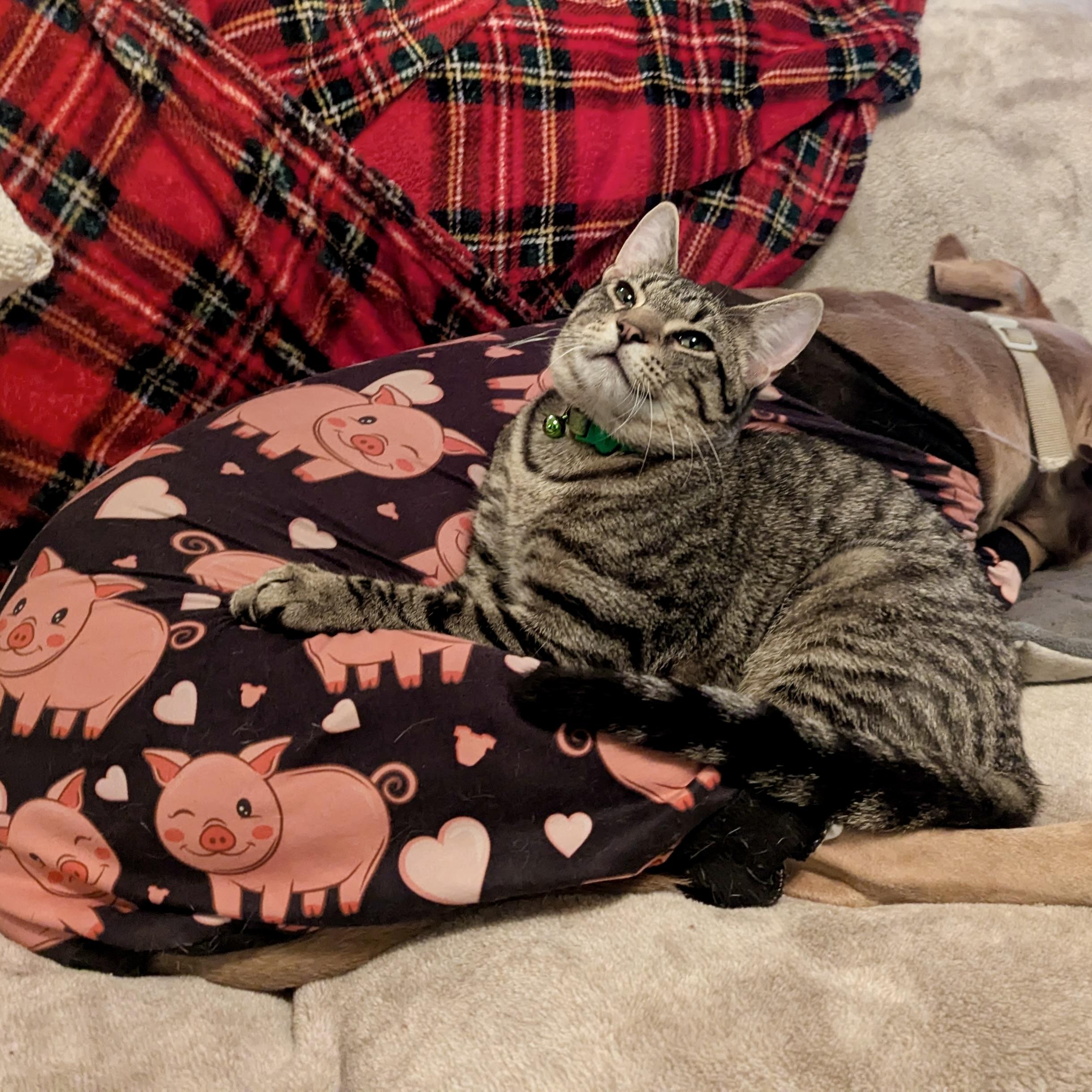 Enlarge Tigar, a ADOPTABLE Tabby in Prior Lake, MN image 5/6