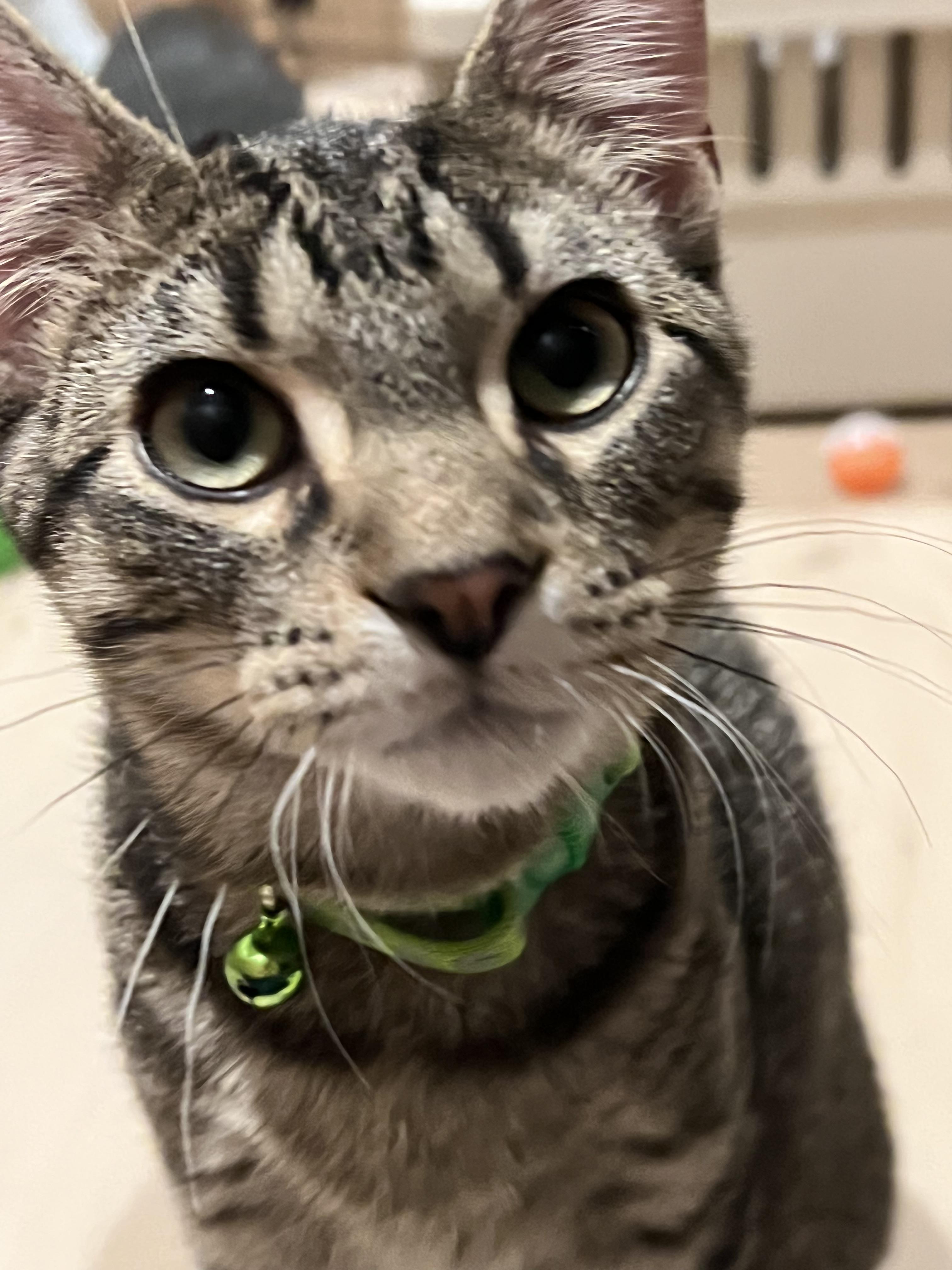 Tigar, a ADOPTABLE Tabby in Prior Lake, MN image 3/4