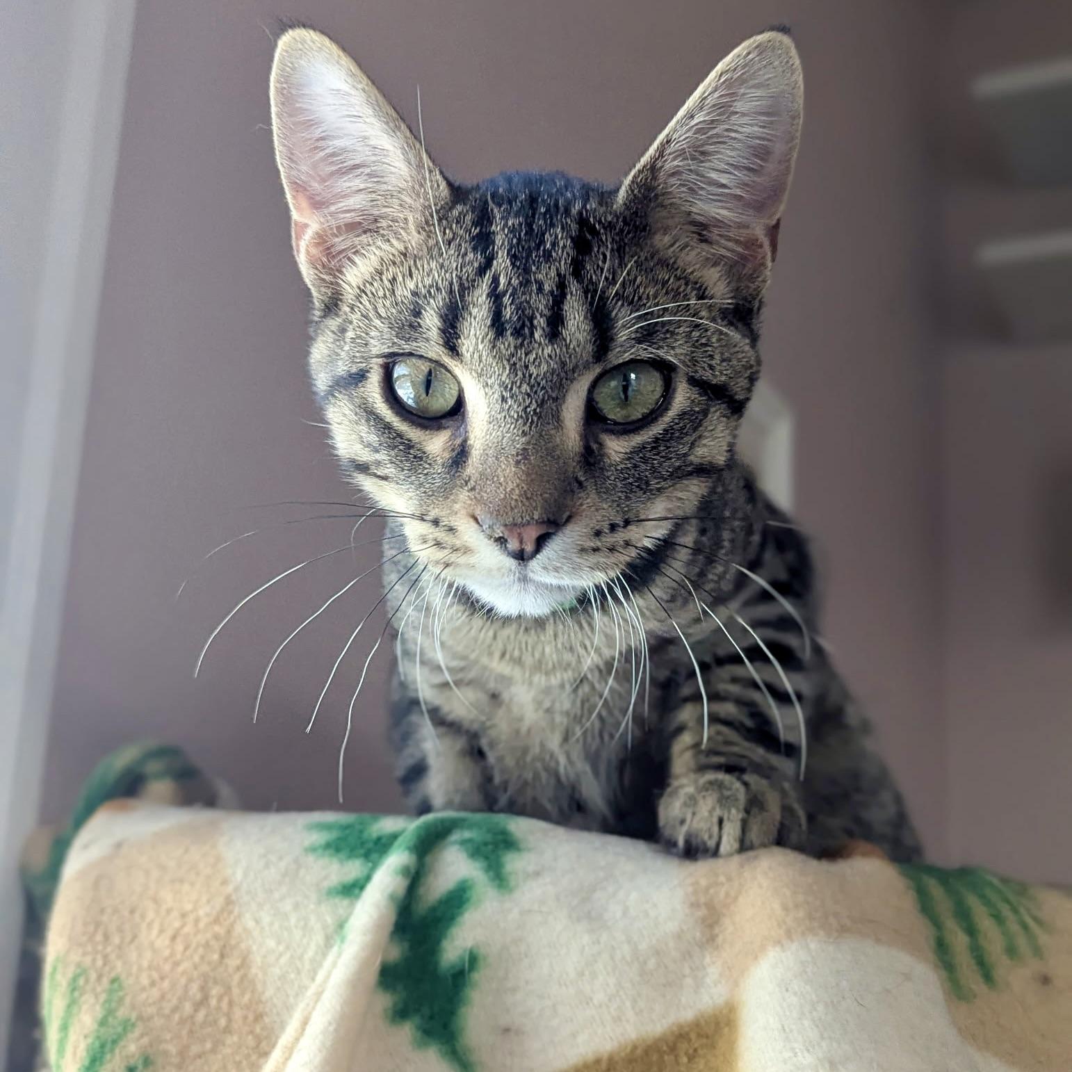 Tigar, a ADOPTABLE Tabby in Prior Lake, MN image 4/4