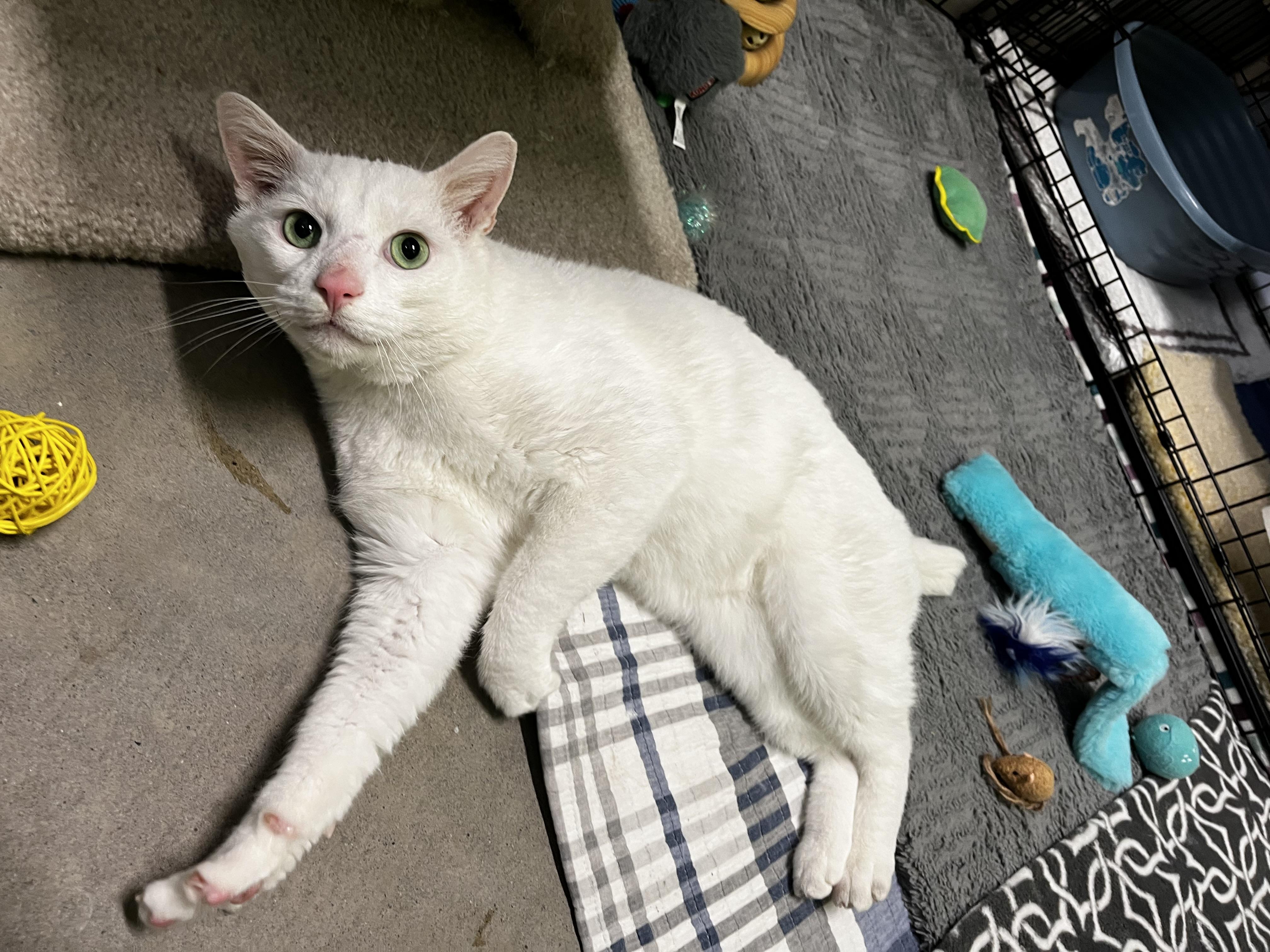 Enlarge Jon, a Adoptable Domestic Short Hair in Delta, BC image 3/3