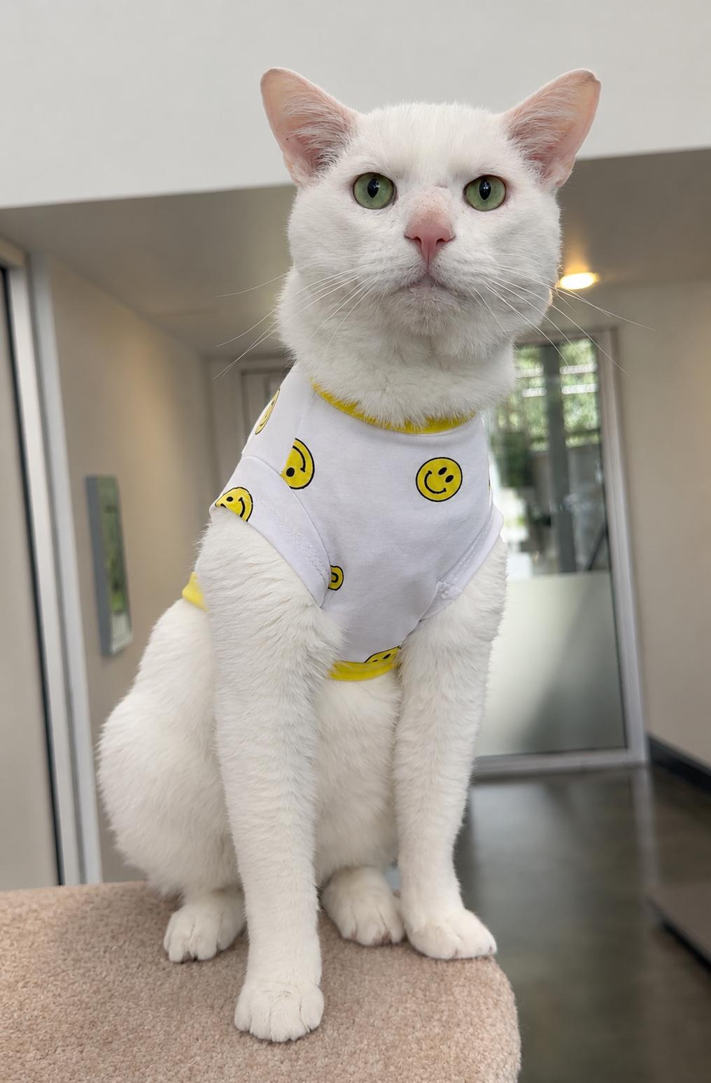 Jon, Adoptable, Adult Male Domestic Short Hair.