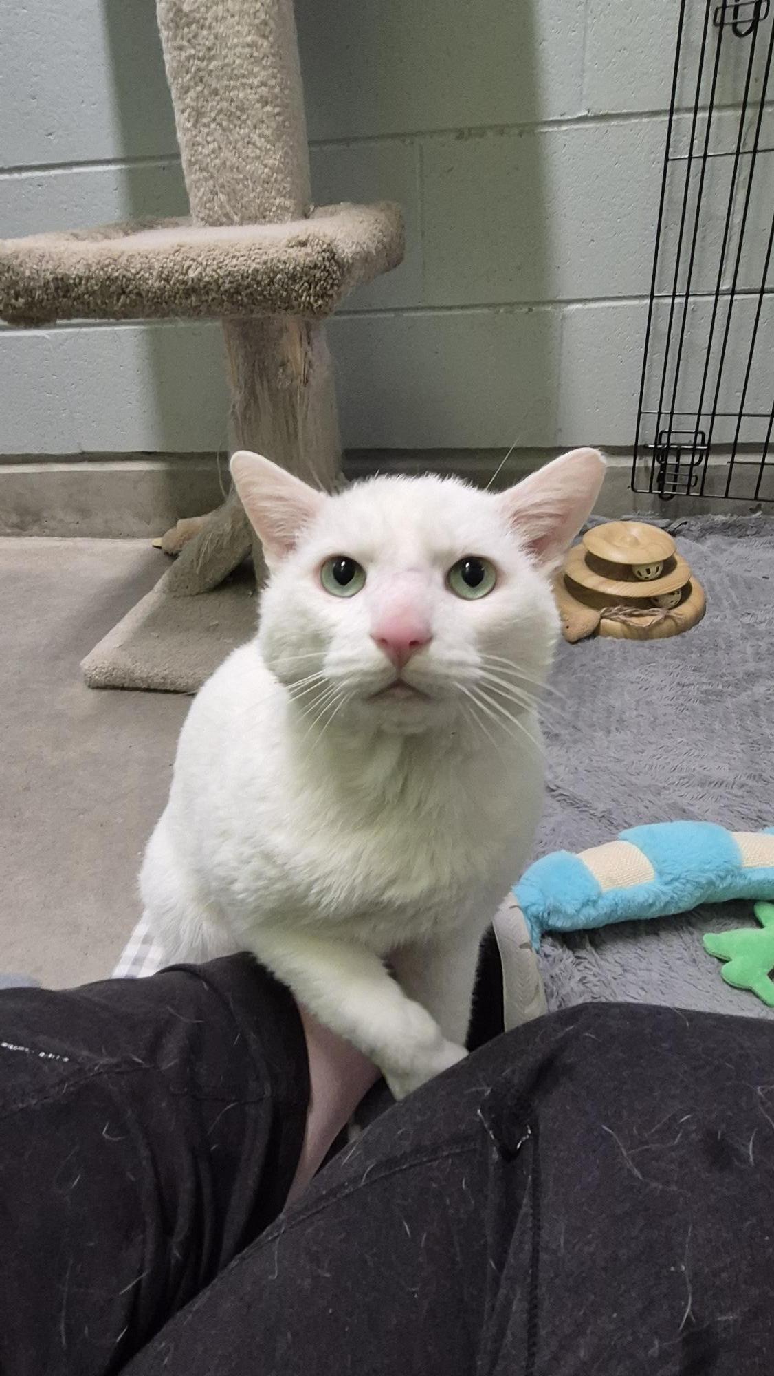Enlarge Jon, a Adoptable Domestic Short Hair in Delta, BC image 2/3