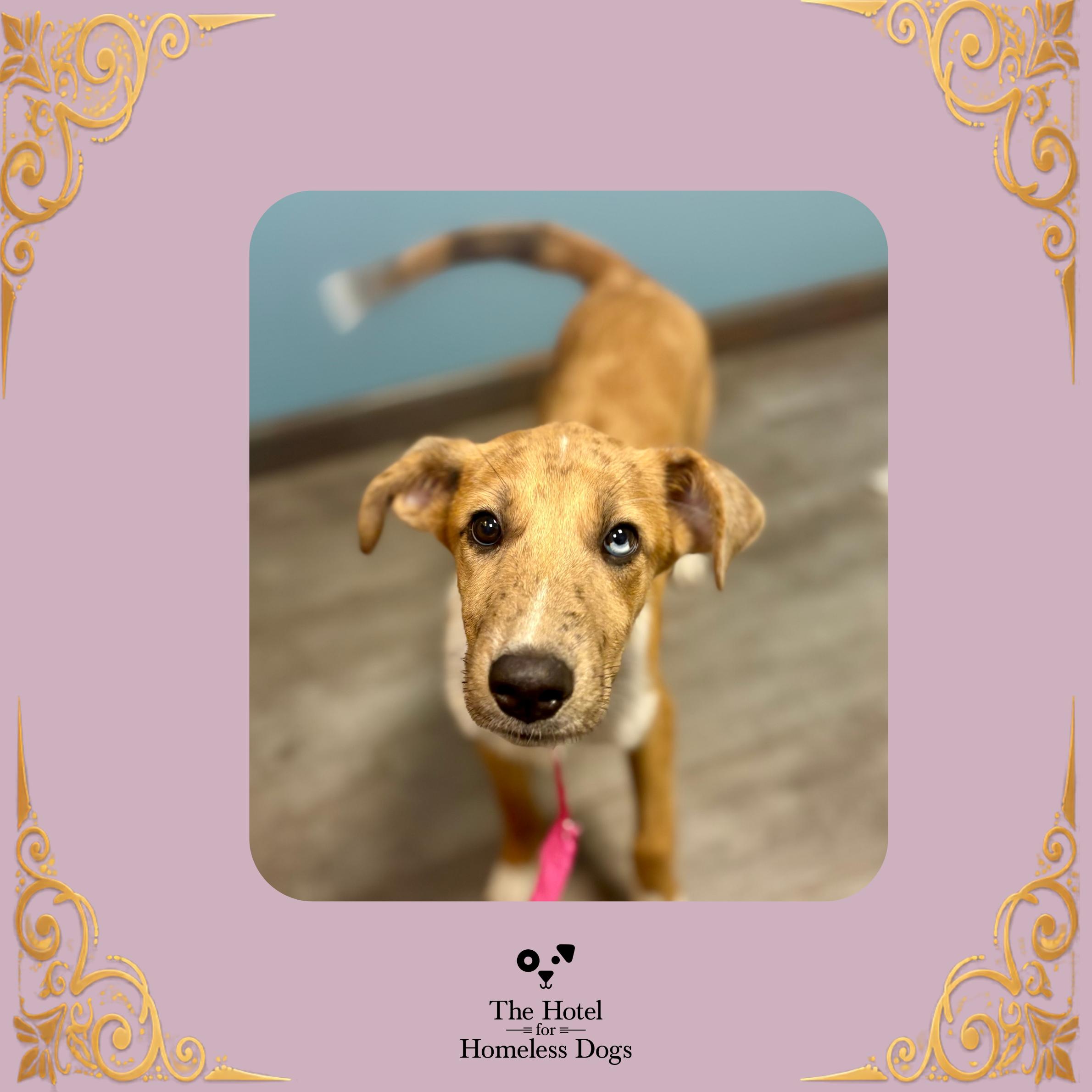 Enlarge Zara, a Adopted mixed breed in Cumberland, RI image 1/6