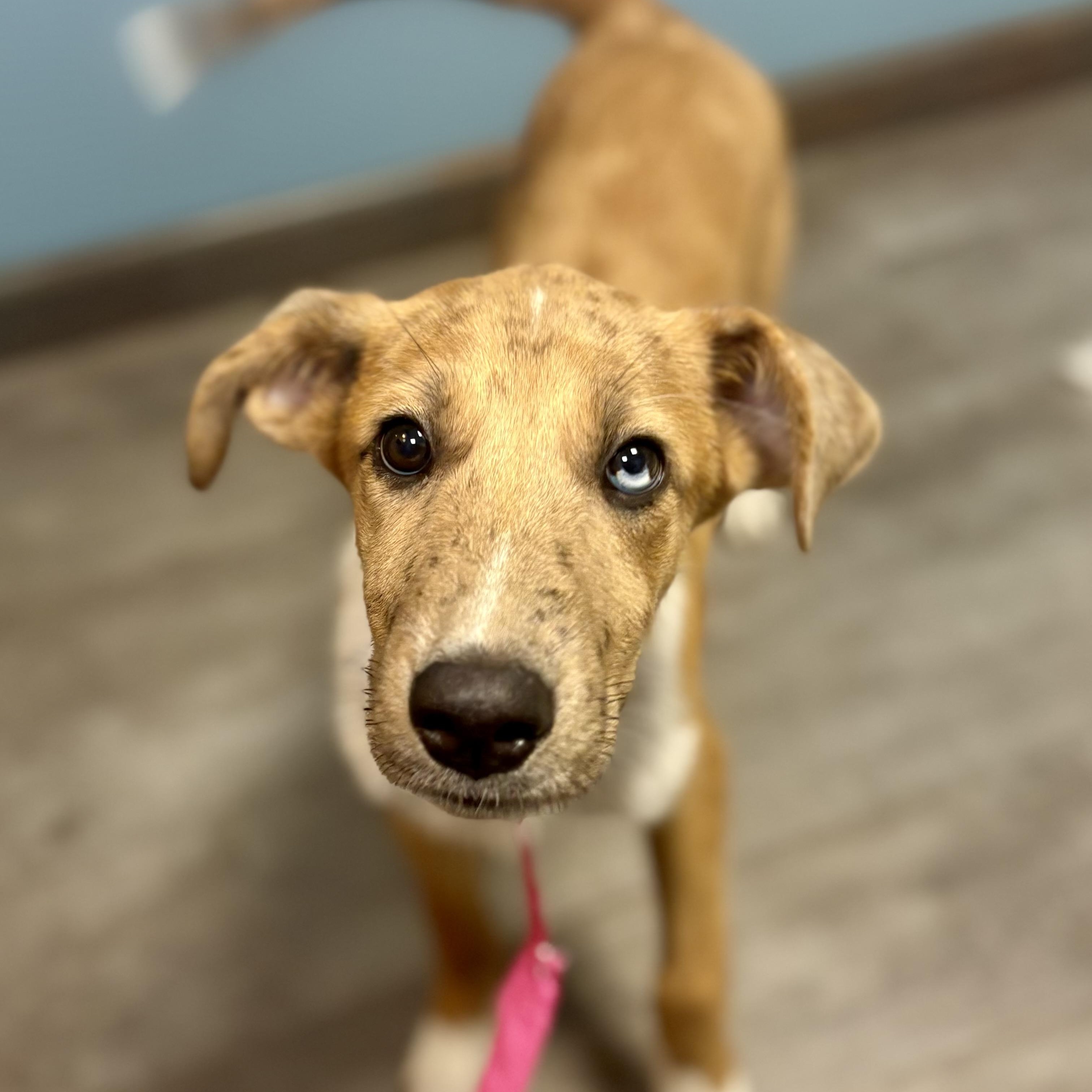 Enlarge Zara, a Adopted mixed breed in Cumberland, RI image 4/6