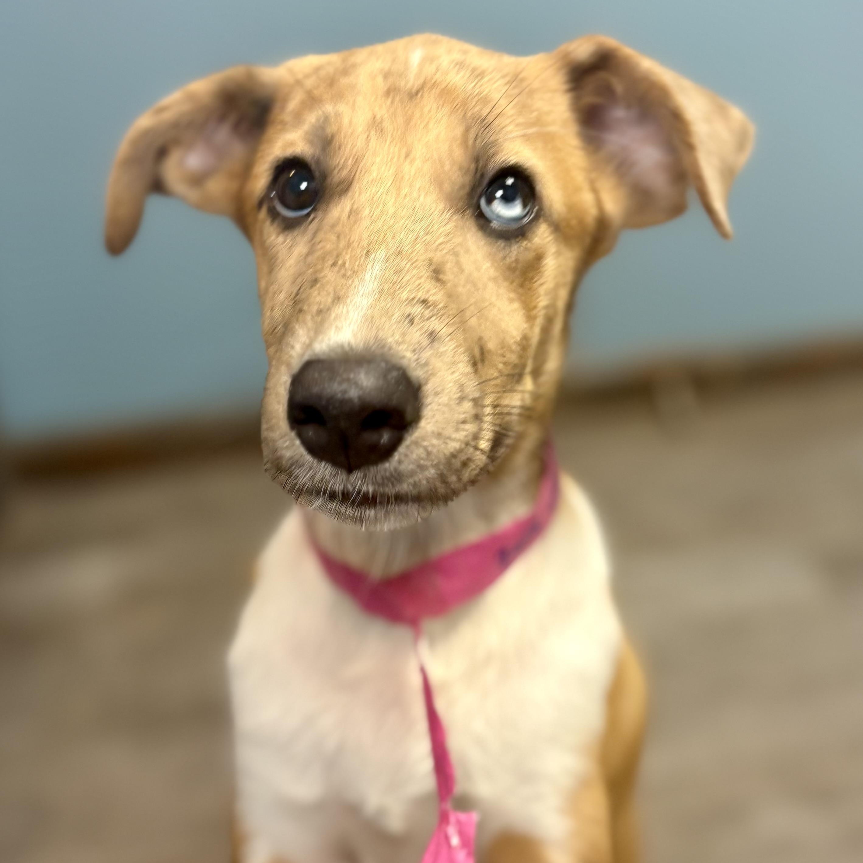 Enlarge Zara, a Adopted mixed breed in Cumberland, RI image 2/6