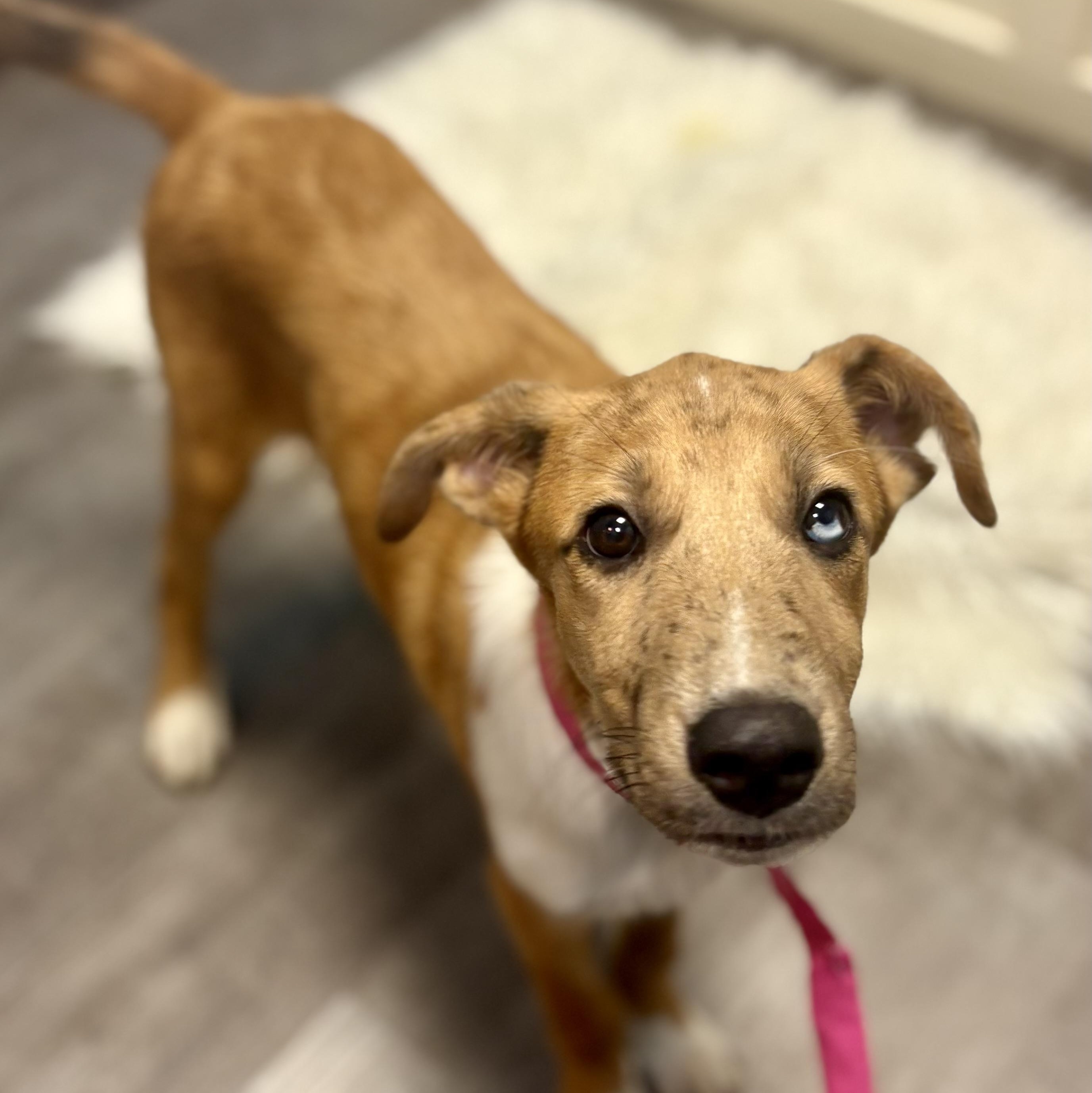 Enlarge Zara, a Adopted mixed breed in Cumberland, RI image 5/6