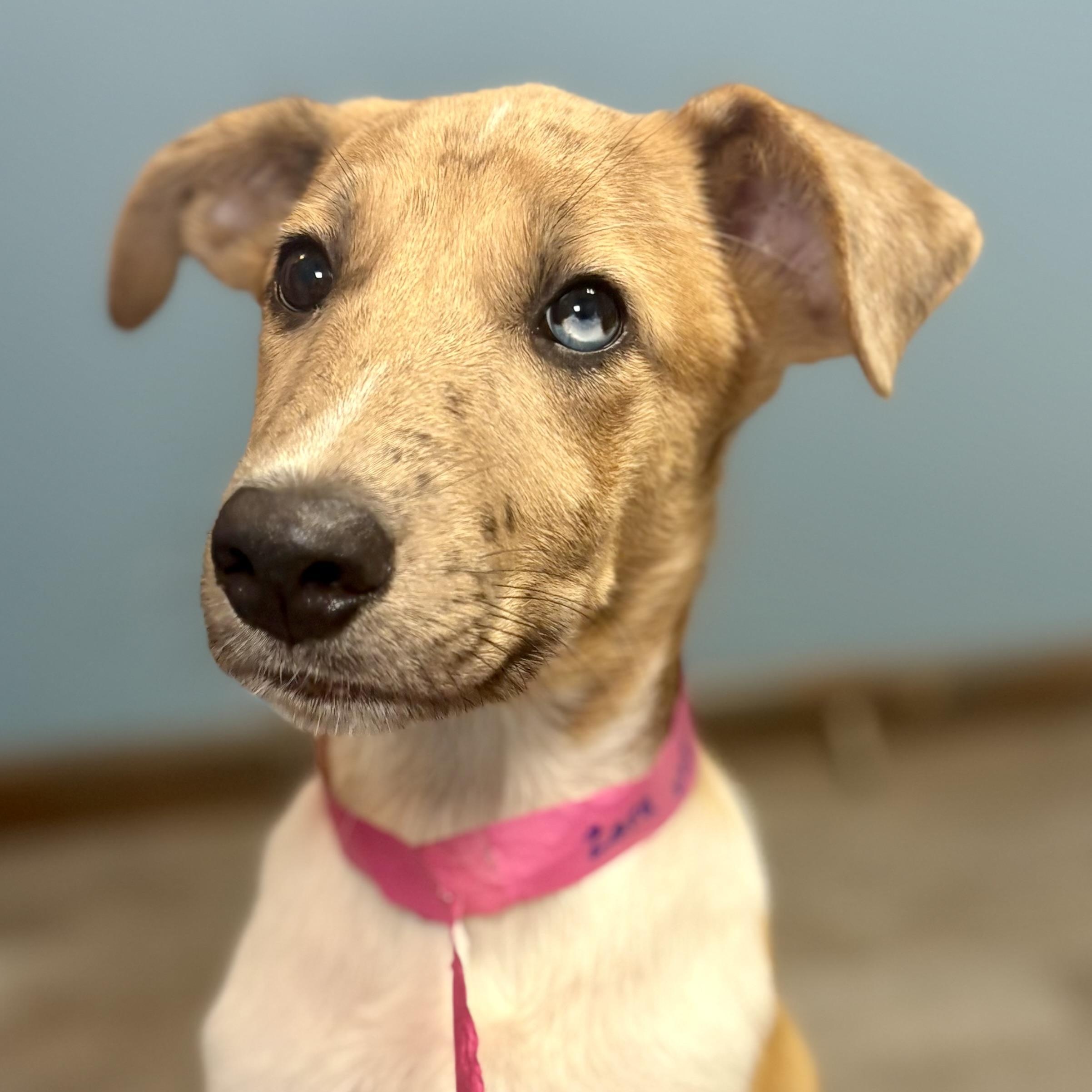 Enlarge Zara, a Adopted mixed breed in Cumberland, RI image 3/6