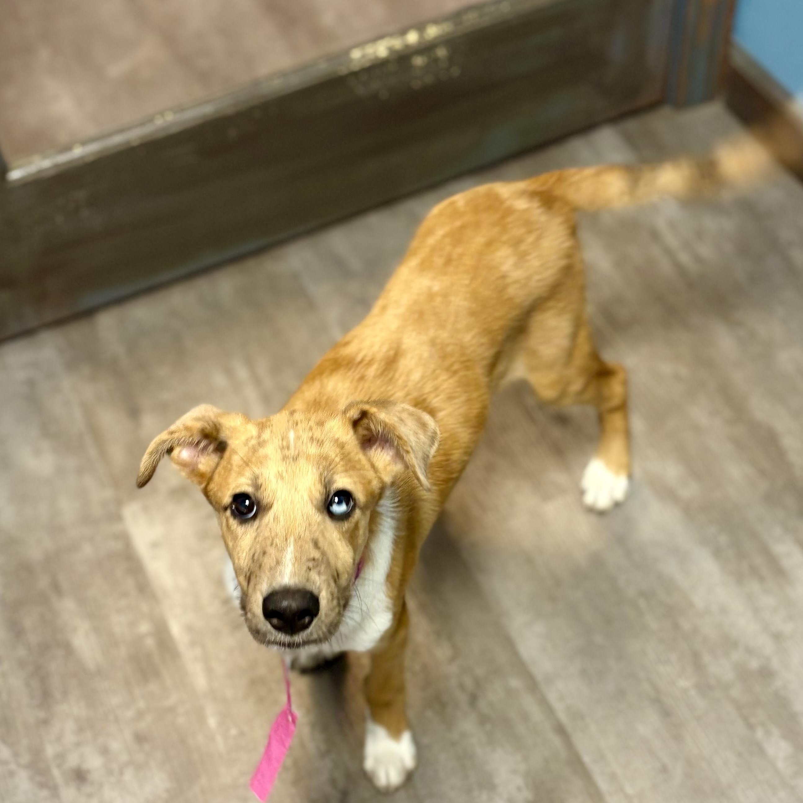 Enlarge Zara, a Adopted mixed breed in Cumberland, RI image 6/6